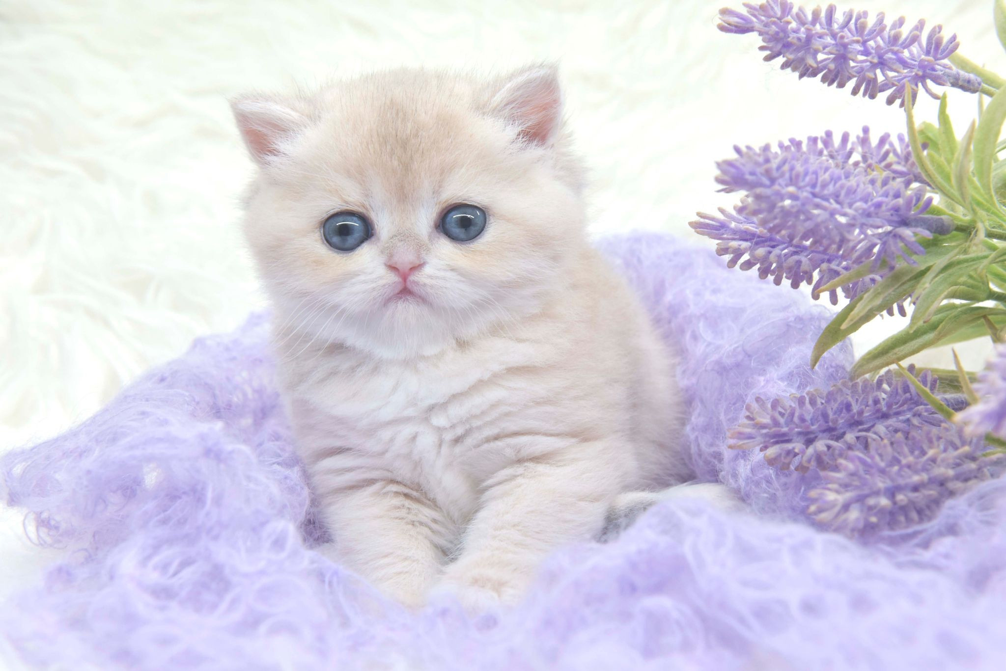 Cattery British shorthair Cyprus, cattery british shorthair Limassol,. British shorthair Cyprus, british shorthair cattery in UK, british cat