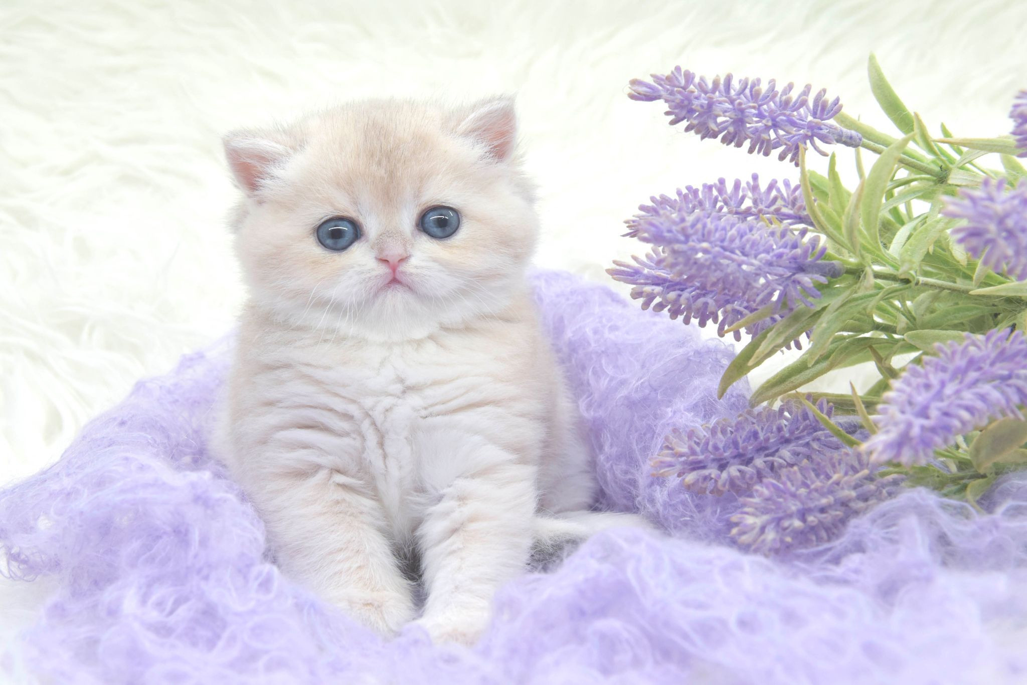 Cattery British shorthair Cyprus, cattery british shorthair Limassol,. British shorthair Cyprus, british shorthair cattery in UK, british cat