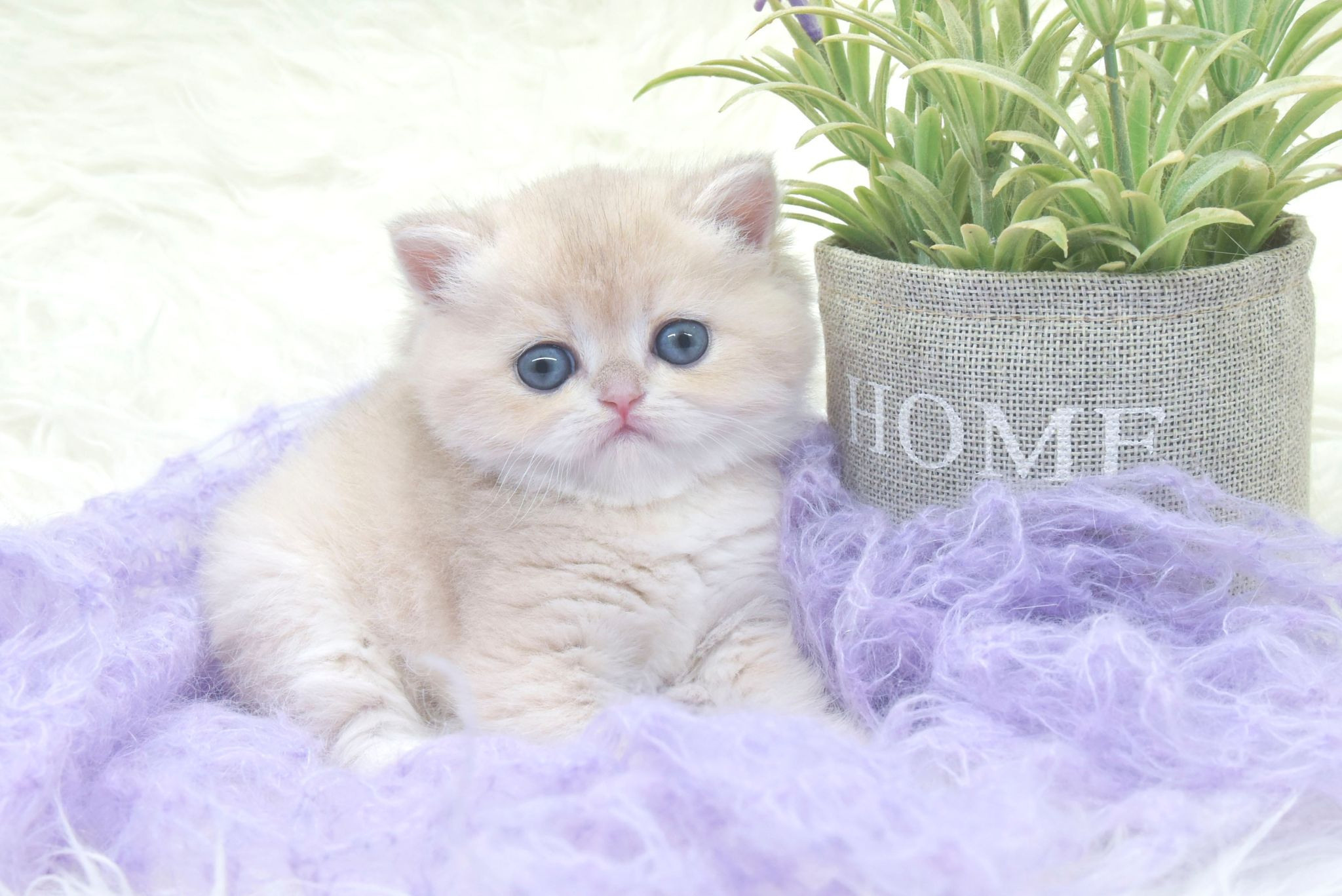 Cattery British shorthair Cyprus, cattery british shorthair Limassol,. British shorthair Cyprus, british shorthair cattery in UK, british cat