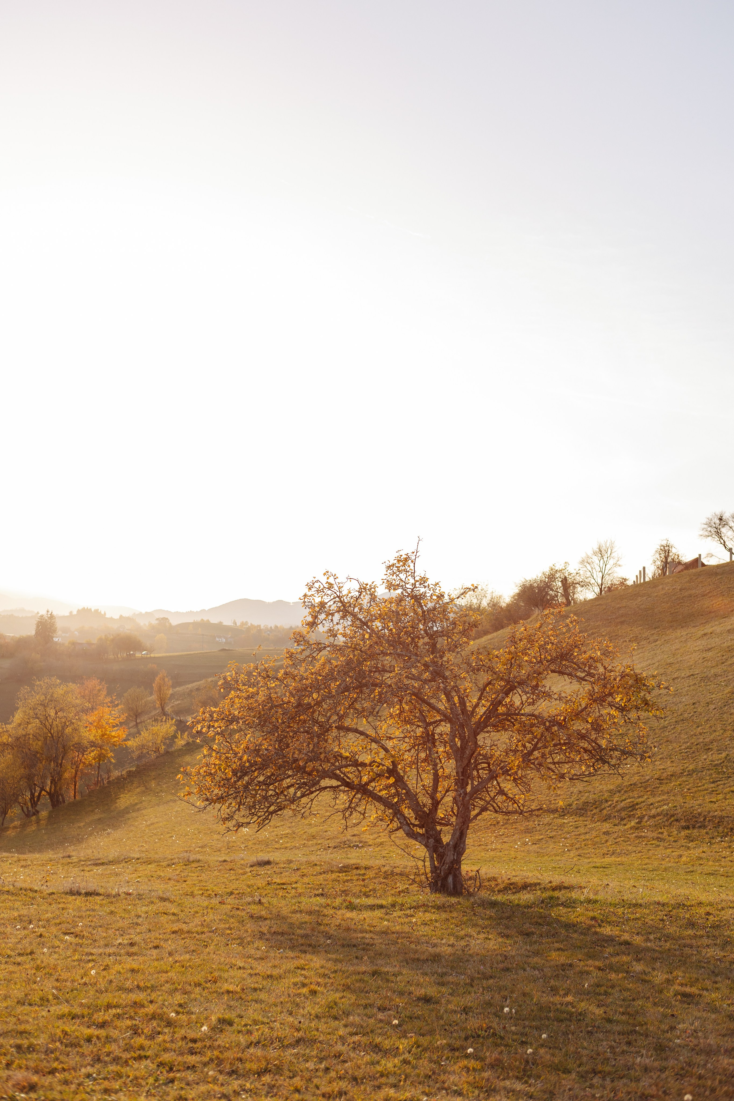 Ioana & Gigi. Cristina Andronache fotograf Brașov fotograf de familie fotograf de nunta Brașov
