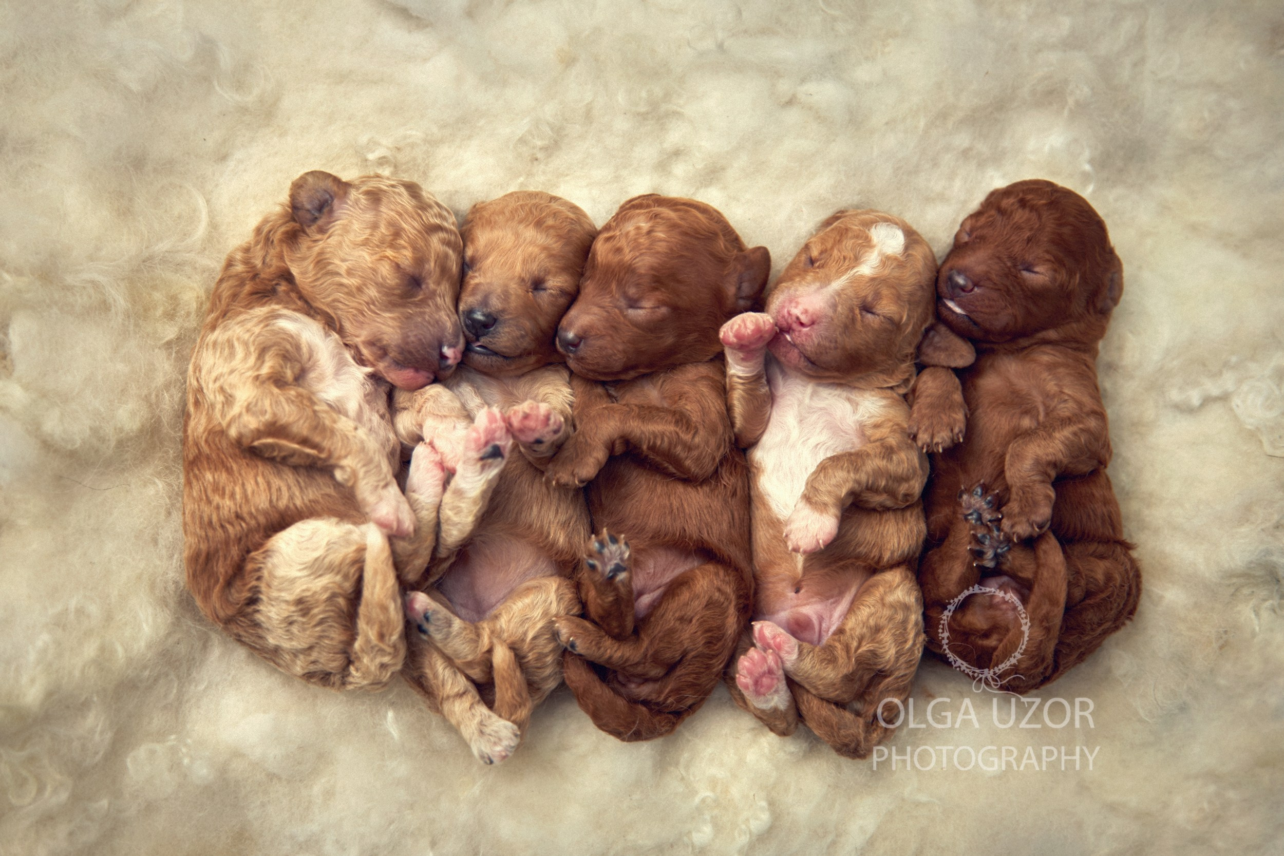 Pets photographer based in Stevenage, Hertfordshire. Stevenage, Hertfordshire family, maternity and newborn photographer