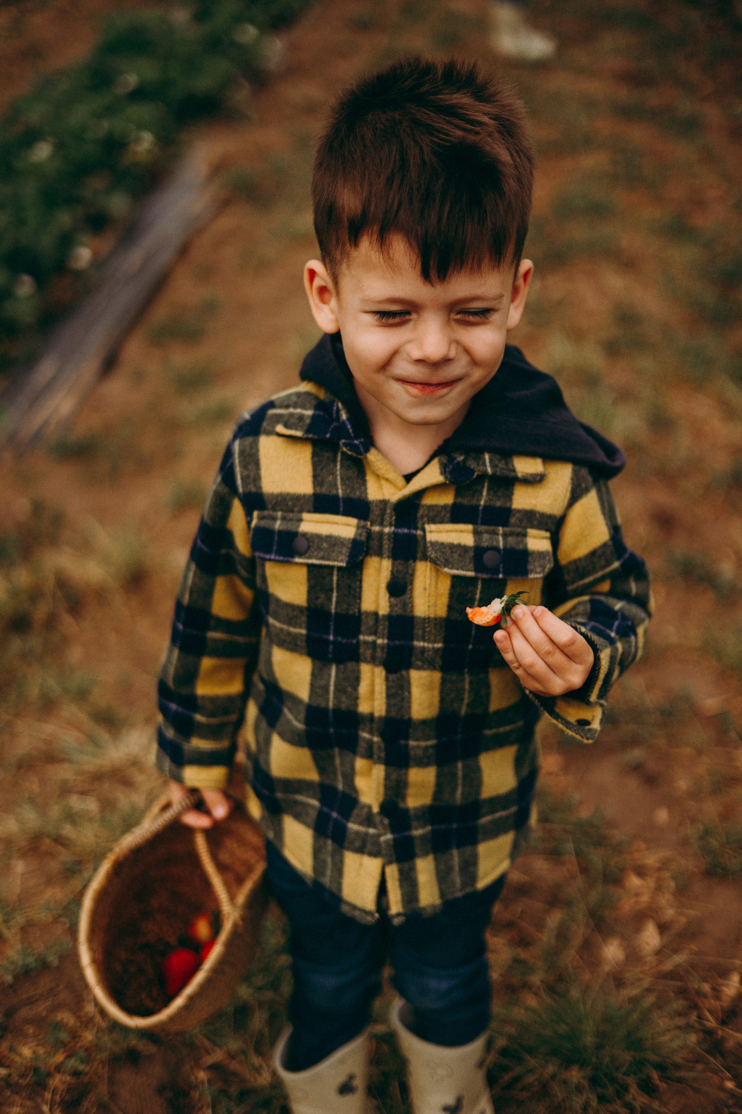Cueilette fraise. Photographe en Côte d’Azur