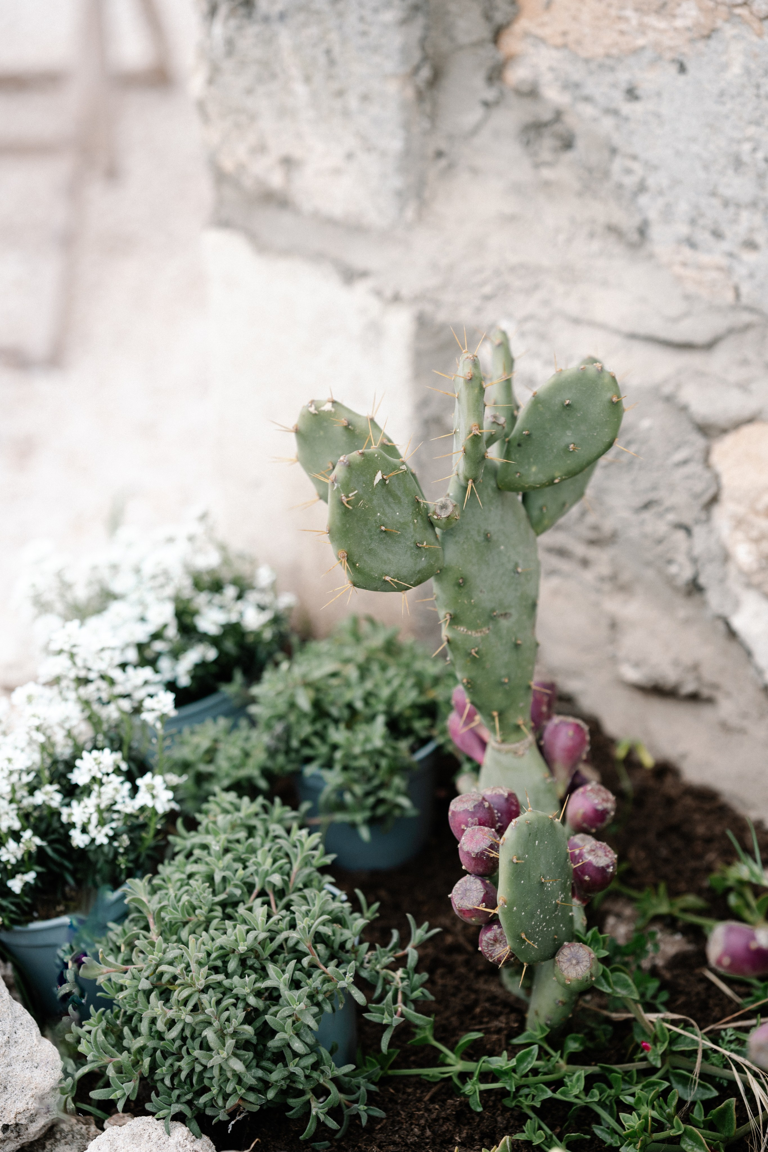 Alyssa&Sean. Весільний фотограф Вікторія Саврук