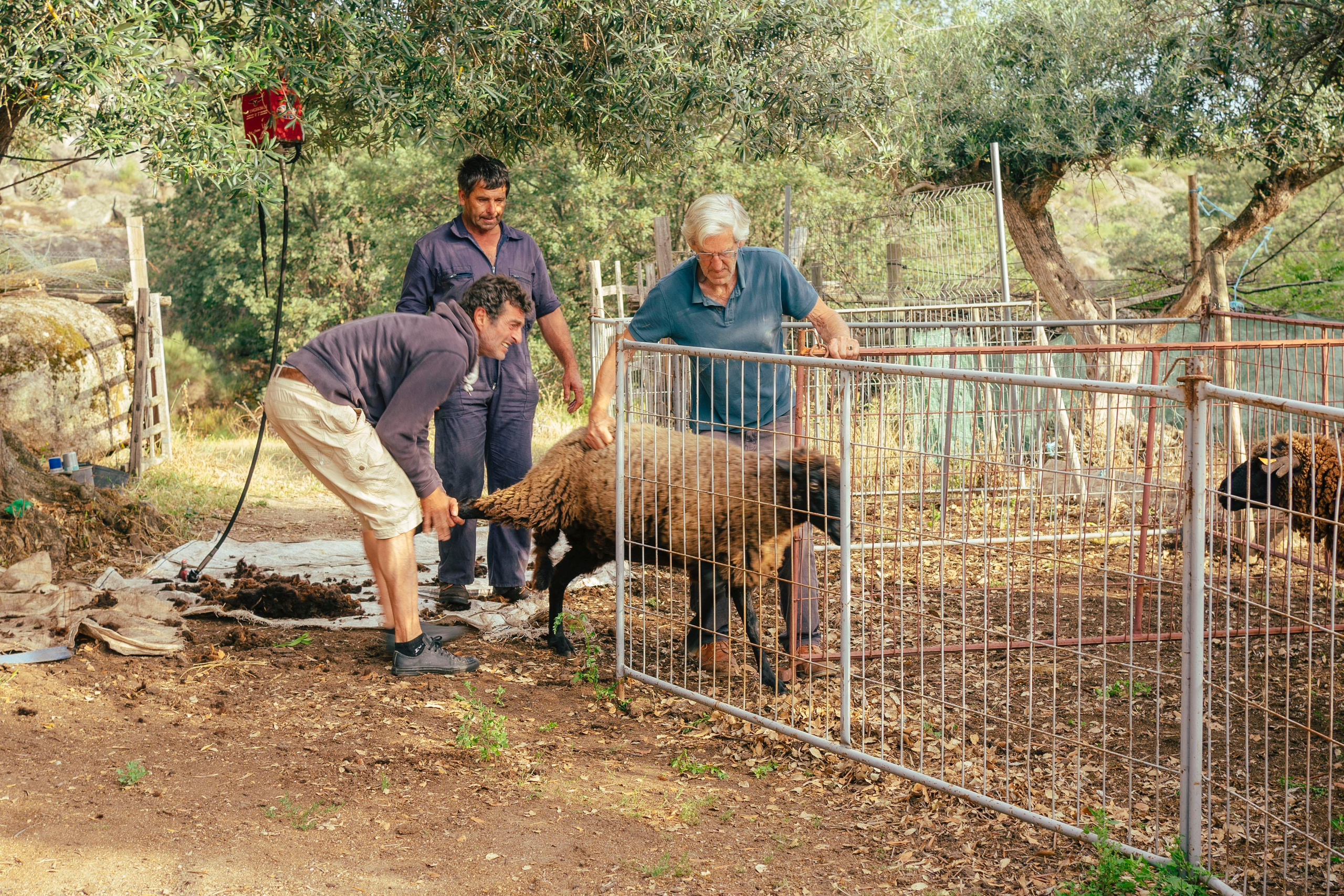 Sheep Shearing in Marvão. Maria Sher. Professional photographer from Porto, Portugal