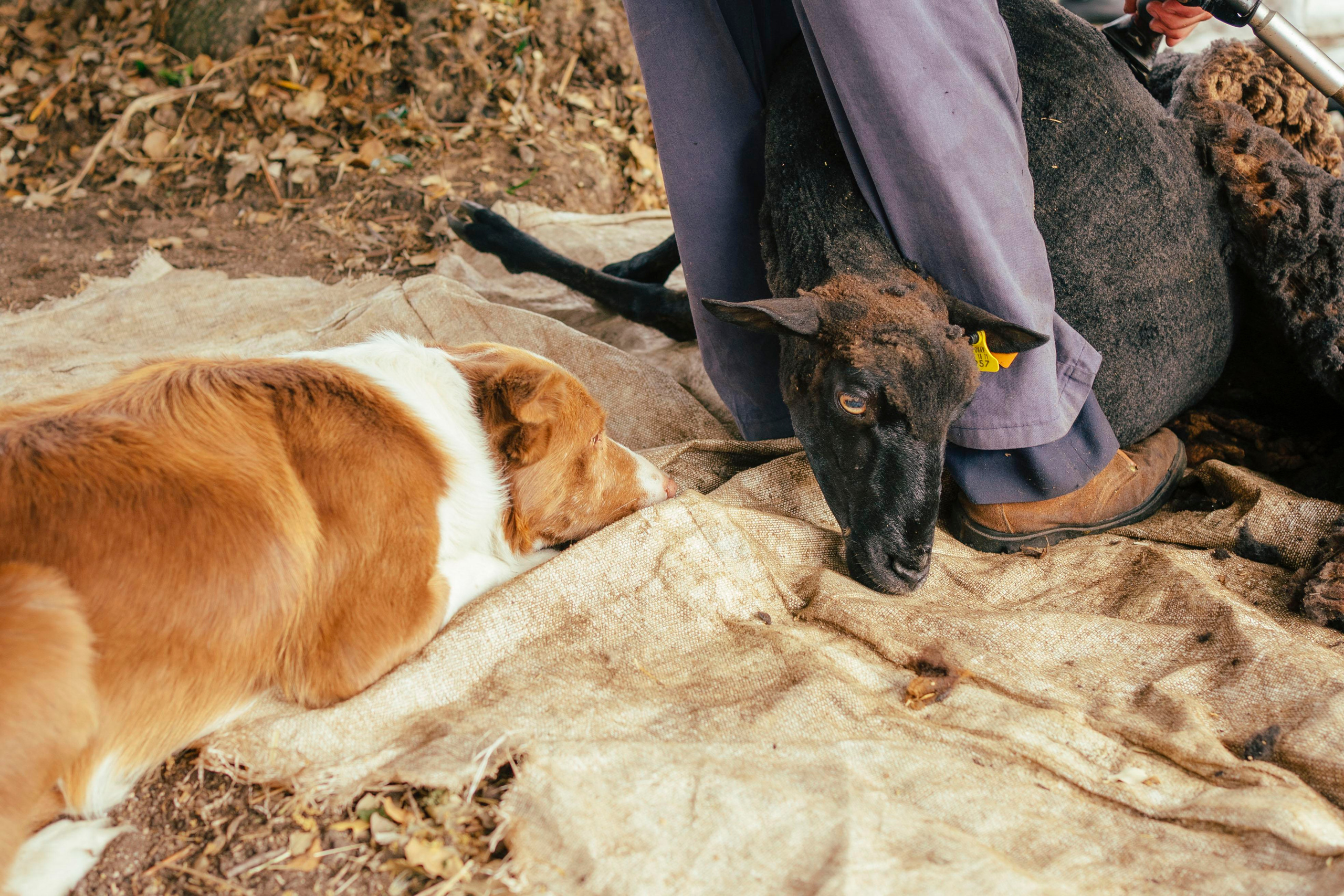 Sheep Shearing in Marvão. Maria Sher. Professional photographer from Porto, Portugal