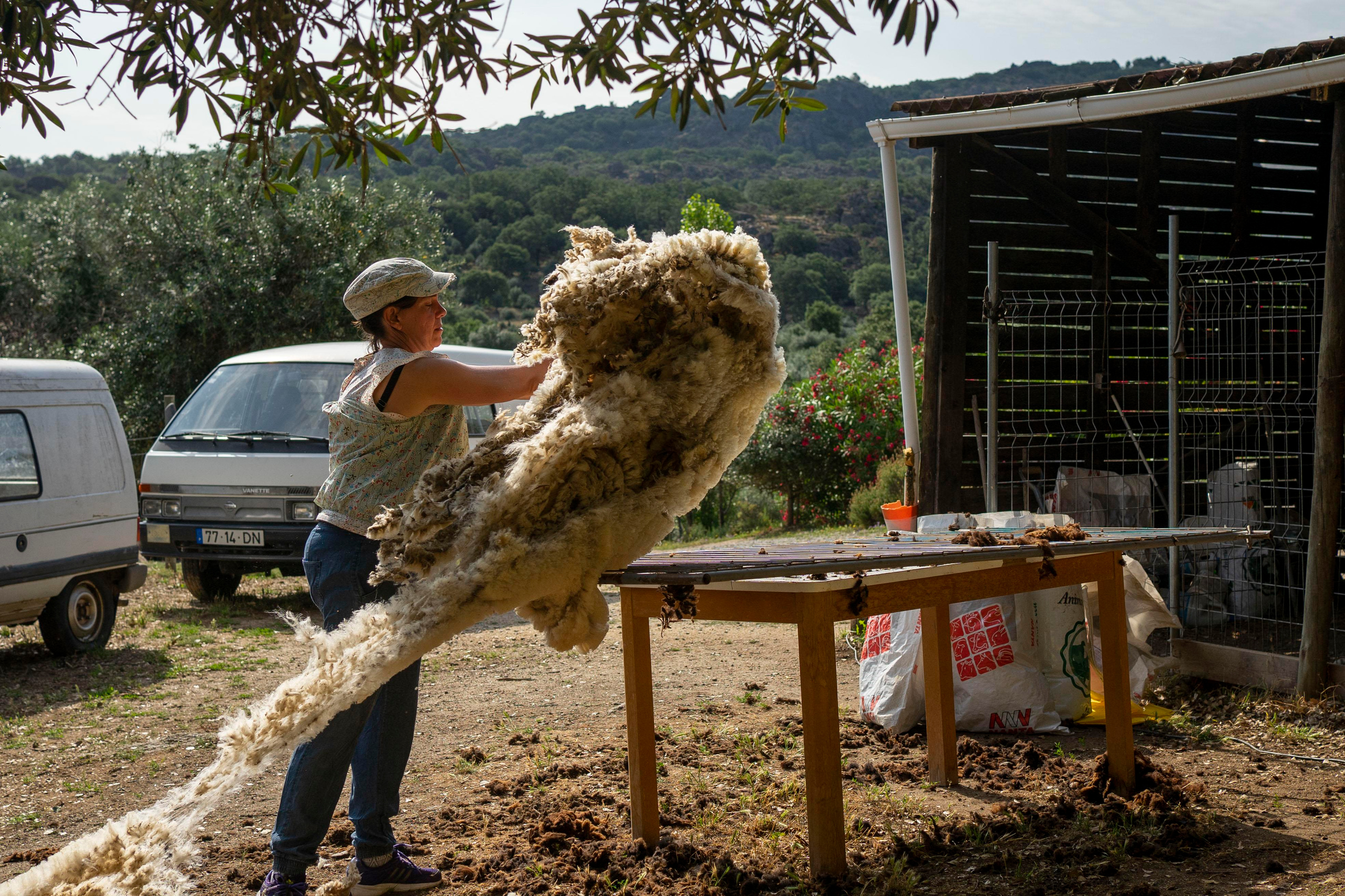 Sheep Shearing in Marvão. Maria Sher. Professional photographer from Porto, Portugal