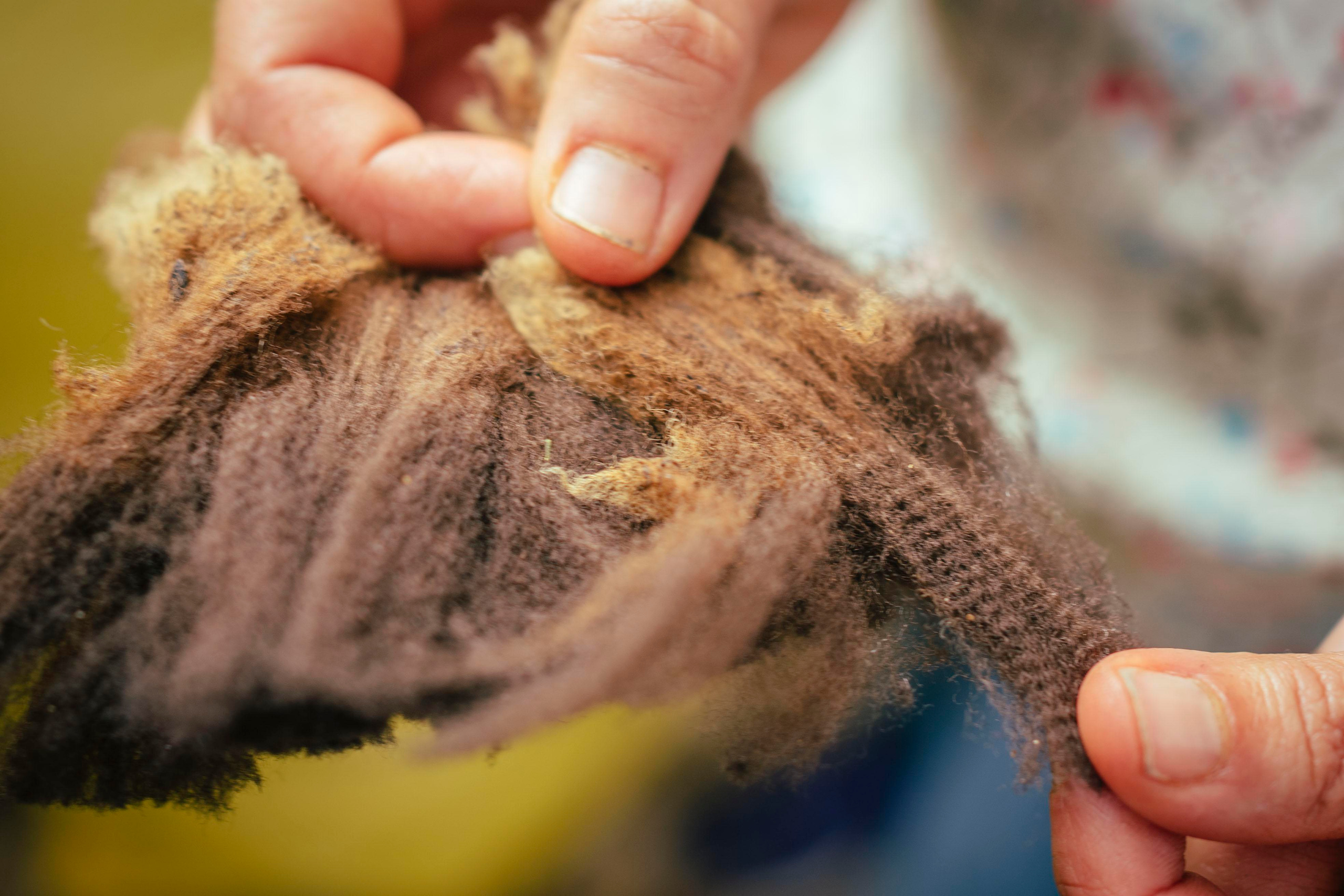 Sheep Shearing in Marvão. Maria Sher. Professional photographer from Porto, Portugal