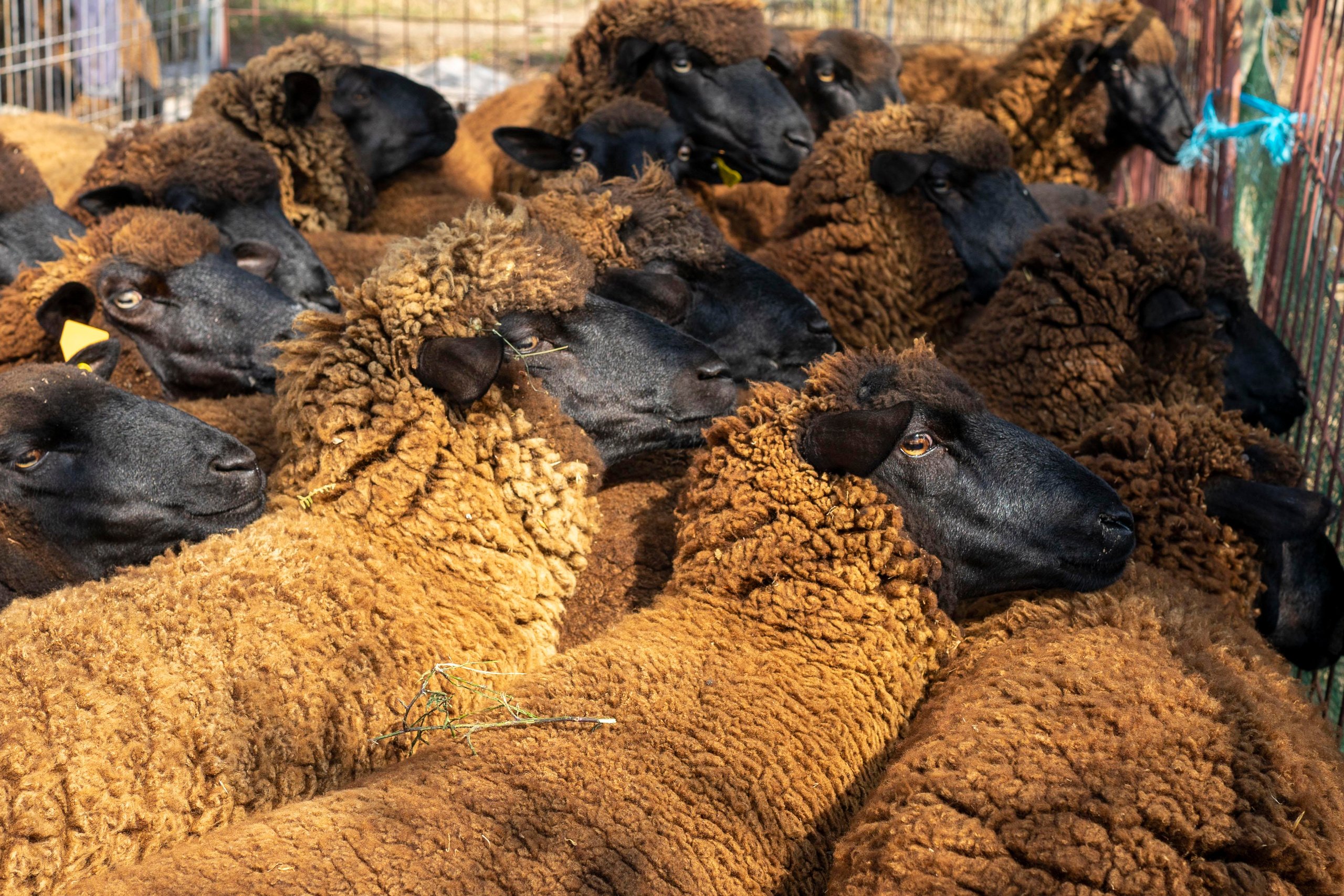 Sheep Shearing in Marvão. Maria Sher. Professional photographer from Porto, Portugal
