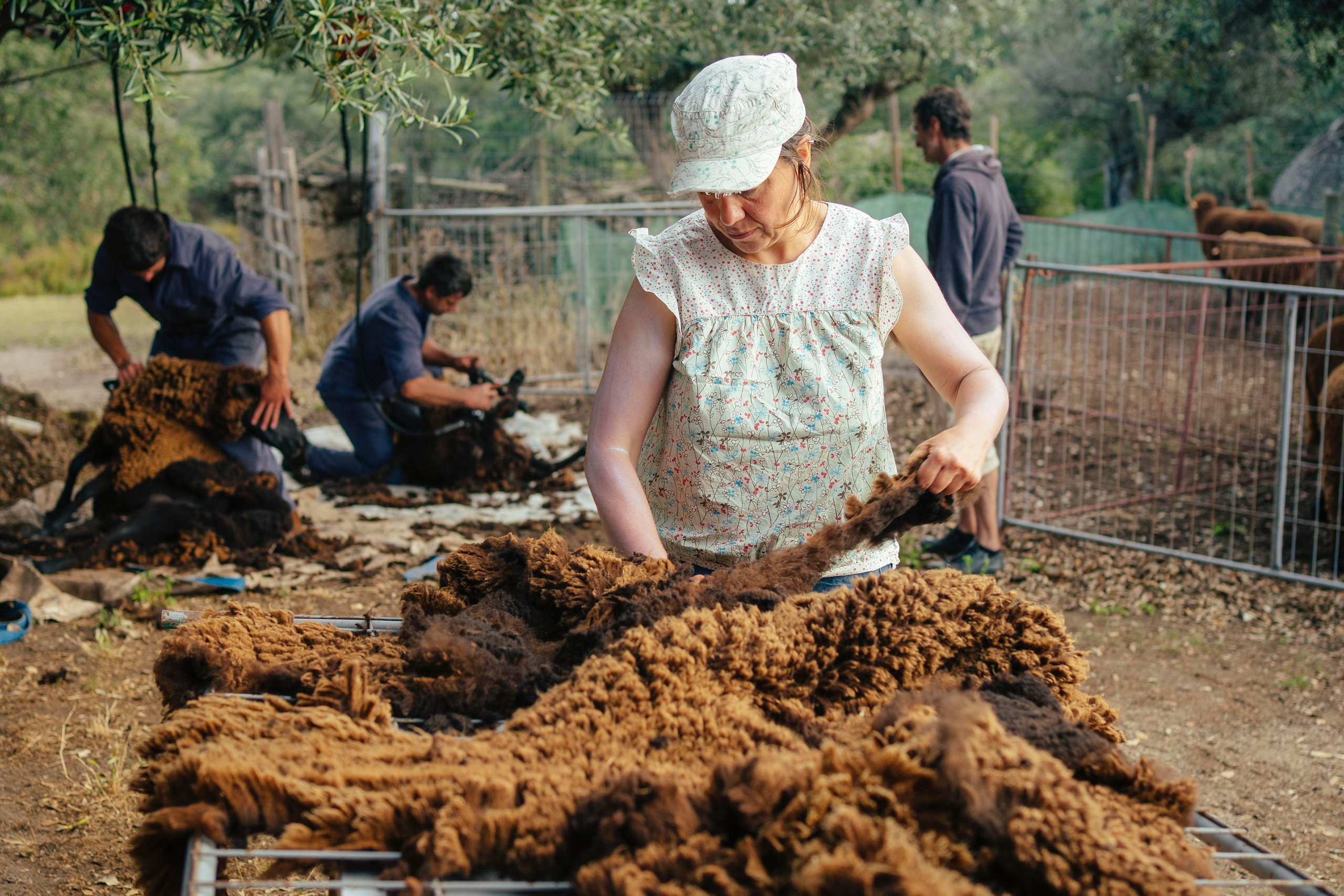 Sheep Shearing in Marvão. Maria Sher. Professional photographer from Porto, Portugal