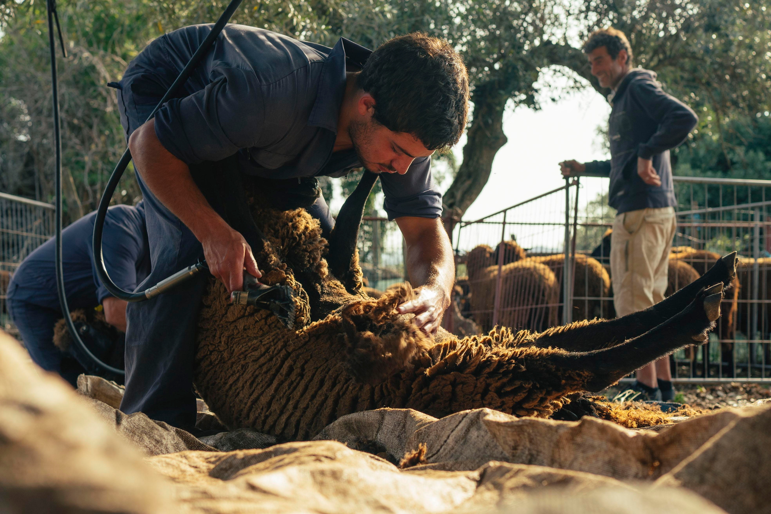 Sheep Shearing in Marvão. Maria Sher. Professional photographer from Porto, Portugal