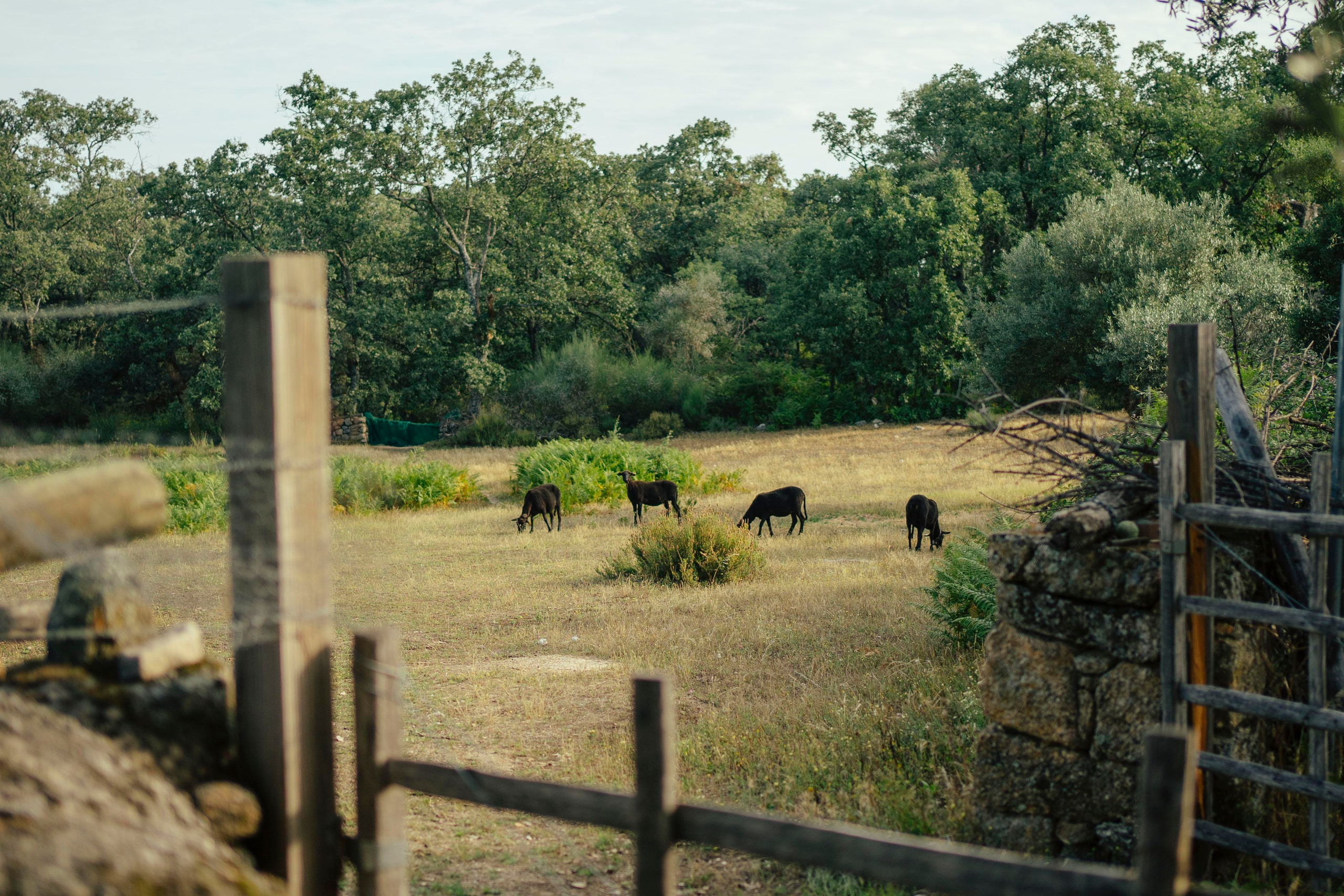 Sheep Shearing in Marvão. Maria Sher. Professional photographer from Porto, Portugal