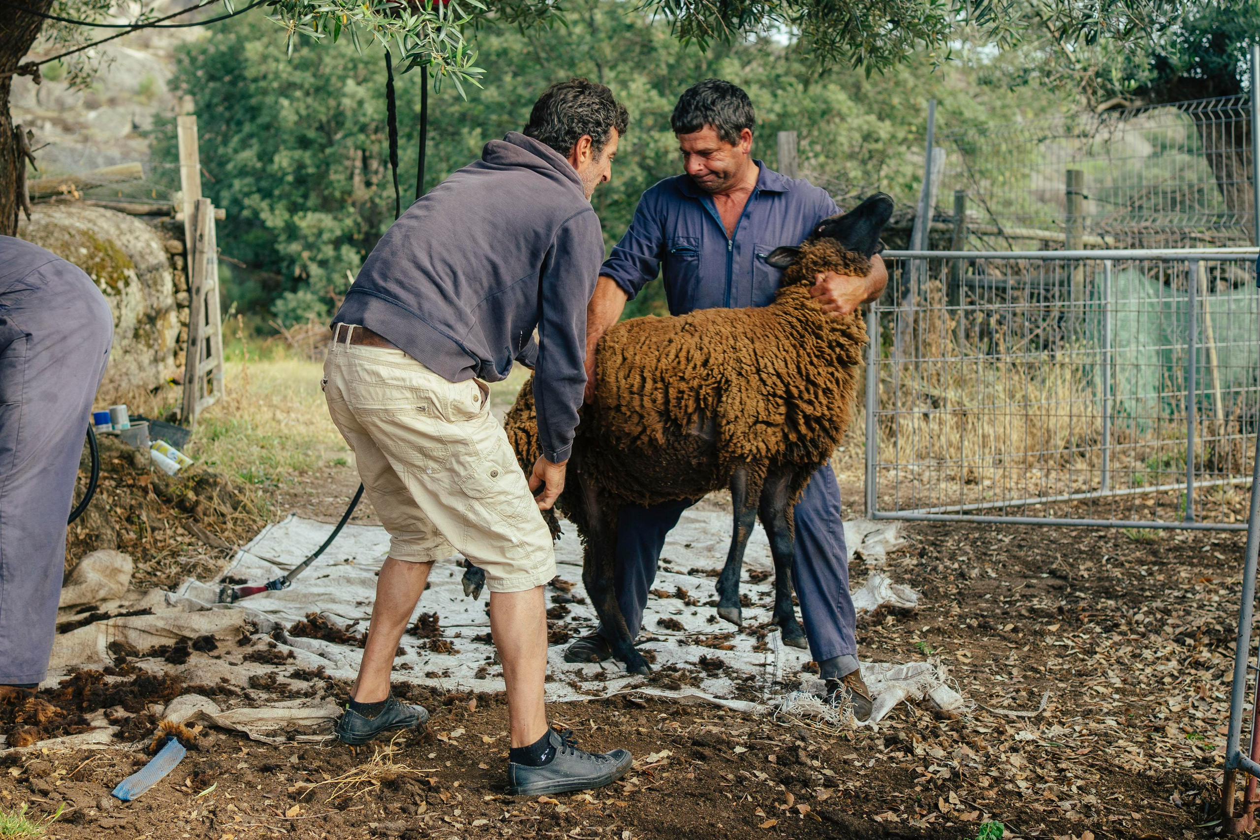 Sheep Shearing in Marvão. Maria Sher. Professional photographer from Porto, Portugal
