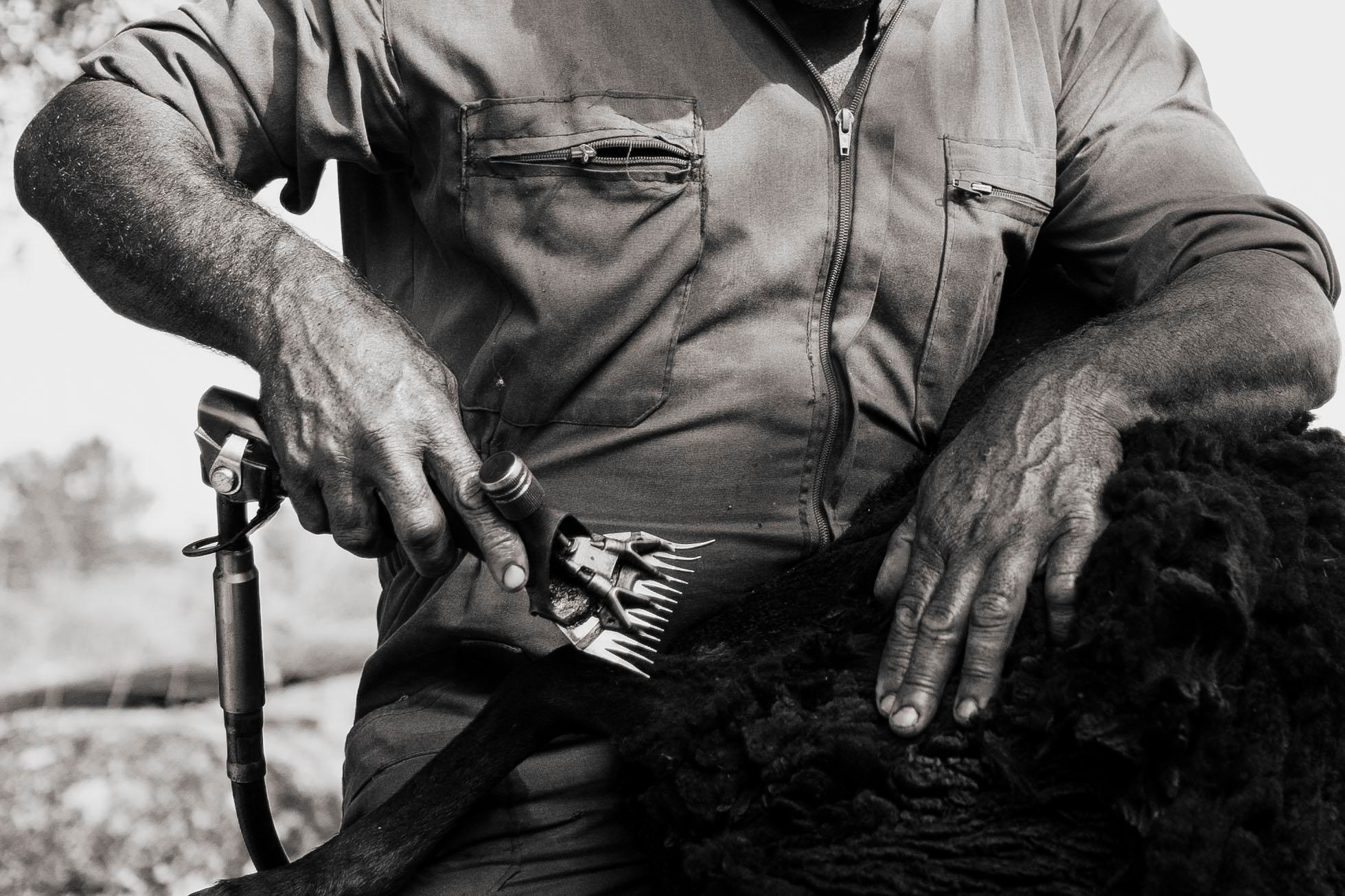 Sheep Shearing in Marvão. Maria Sher. Professional photographer from Porto, Portugal