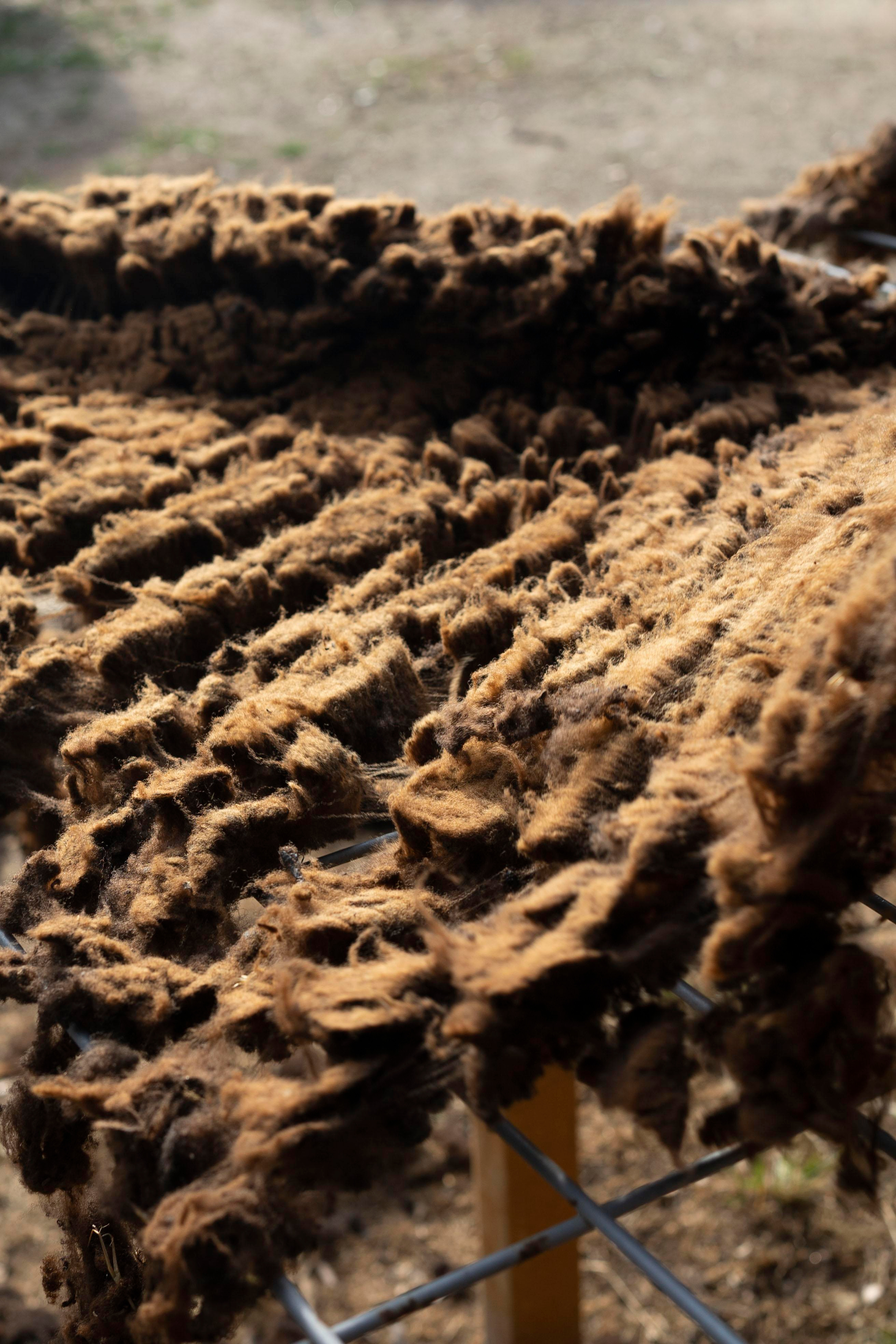 Sheep Shearing in Marvão. Maria Sher. Professional photographer from Porto, Portugal