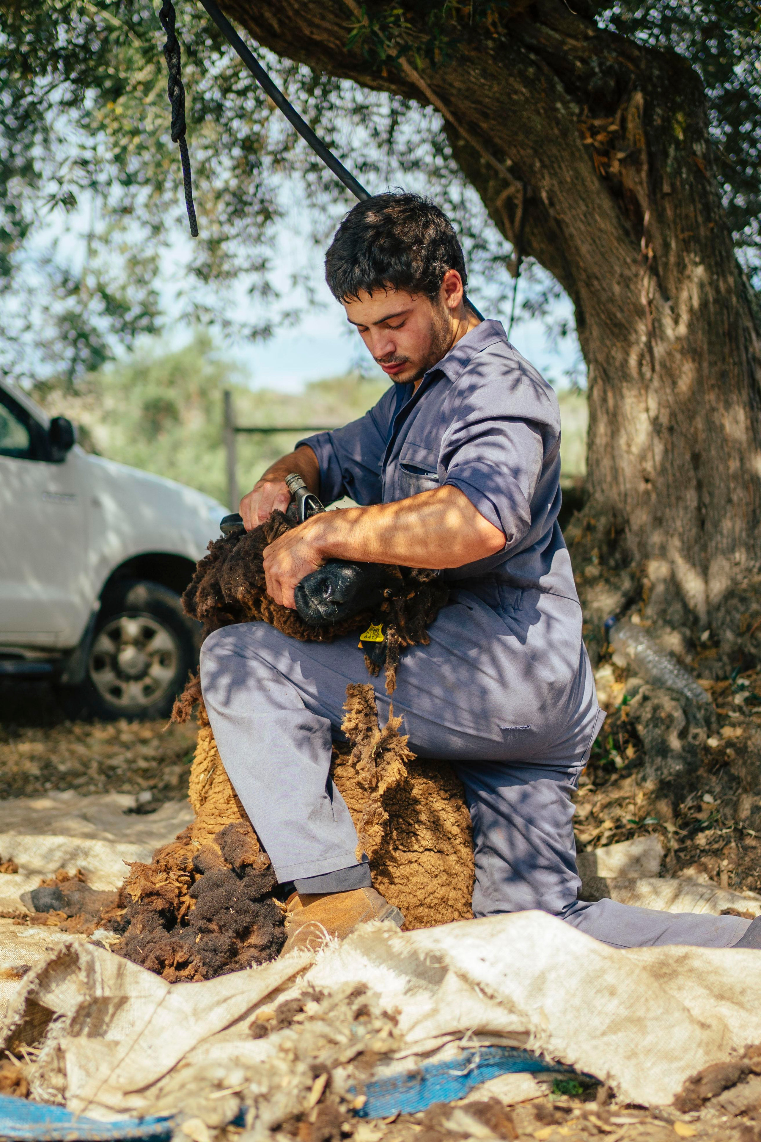 Sheep Shearing in Marvão. Maria Sher. Professional photographer from Porto, Portugal