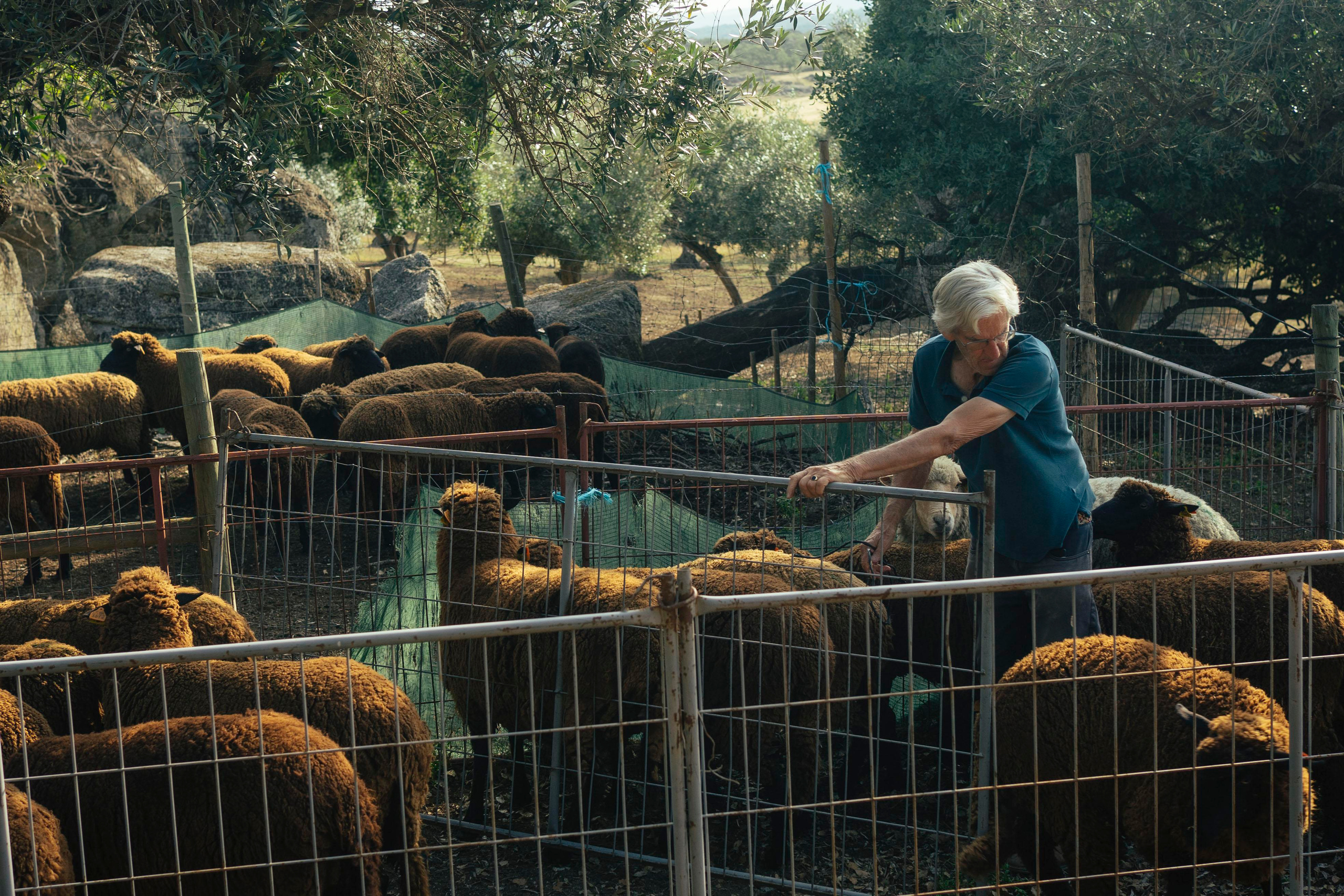 Sheep Shearing in Marvão. Maria Sher. Professional photographer from Porto, Portugal