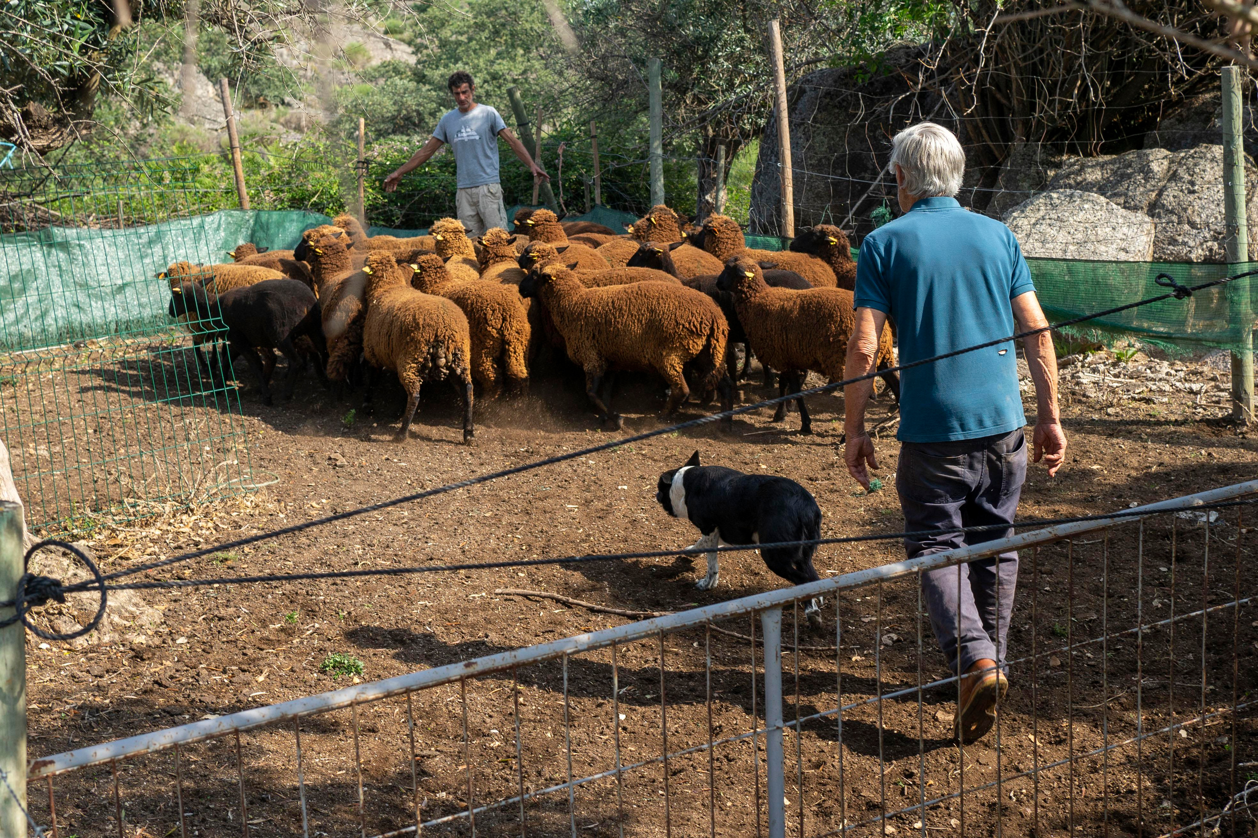 Sheep Shearing in Marvão. Maria Sher. Professional photographer from Porto, Portugal