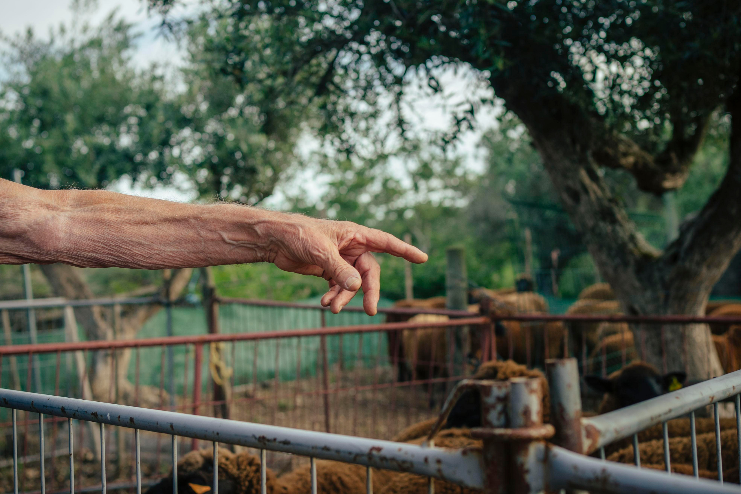 Sheep Shearing in Marvão. Maria Sher. Professional photographer from Porto, Portugal