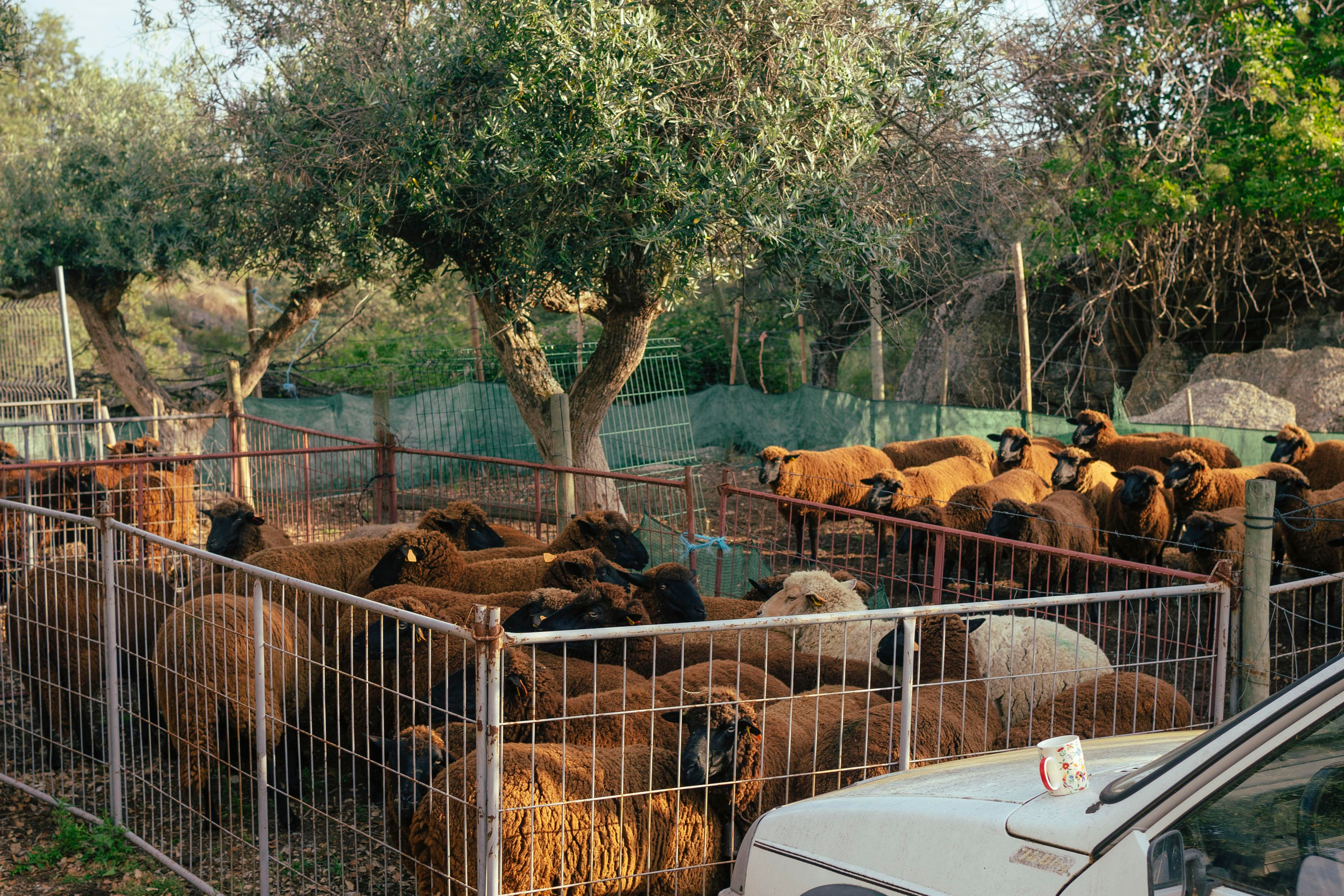 Sheep Shearing in Marvão. Maria Sher. Professional photographer from Porto, Portugal
