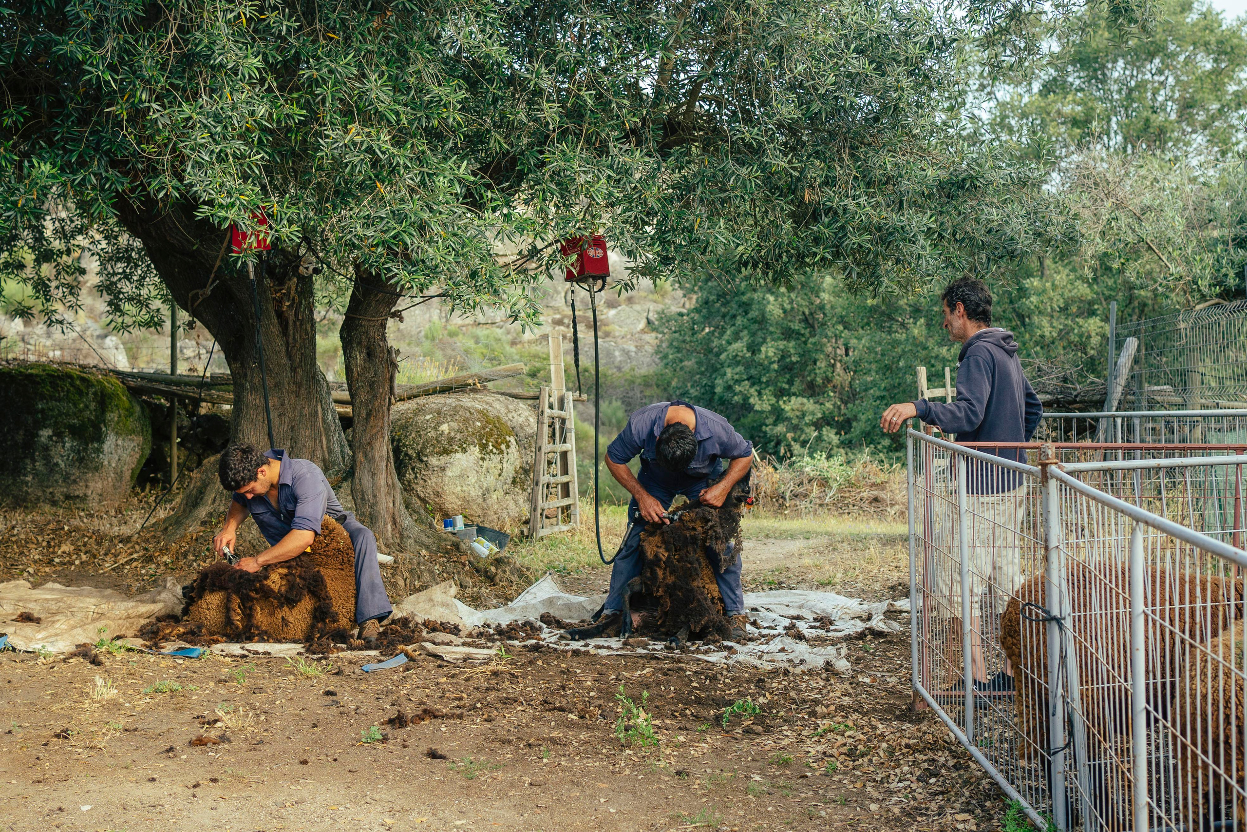 Sheep Shearing in Marvão. Maria Sher. Professional photographer from Porto, Portugal