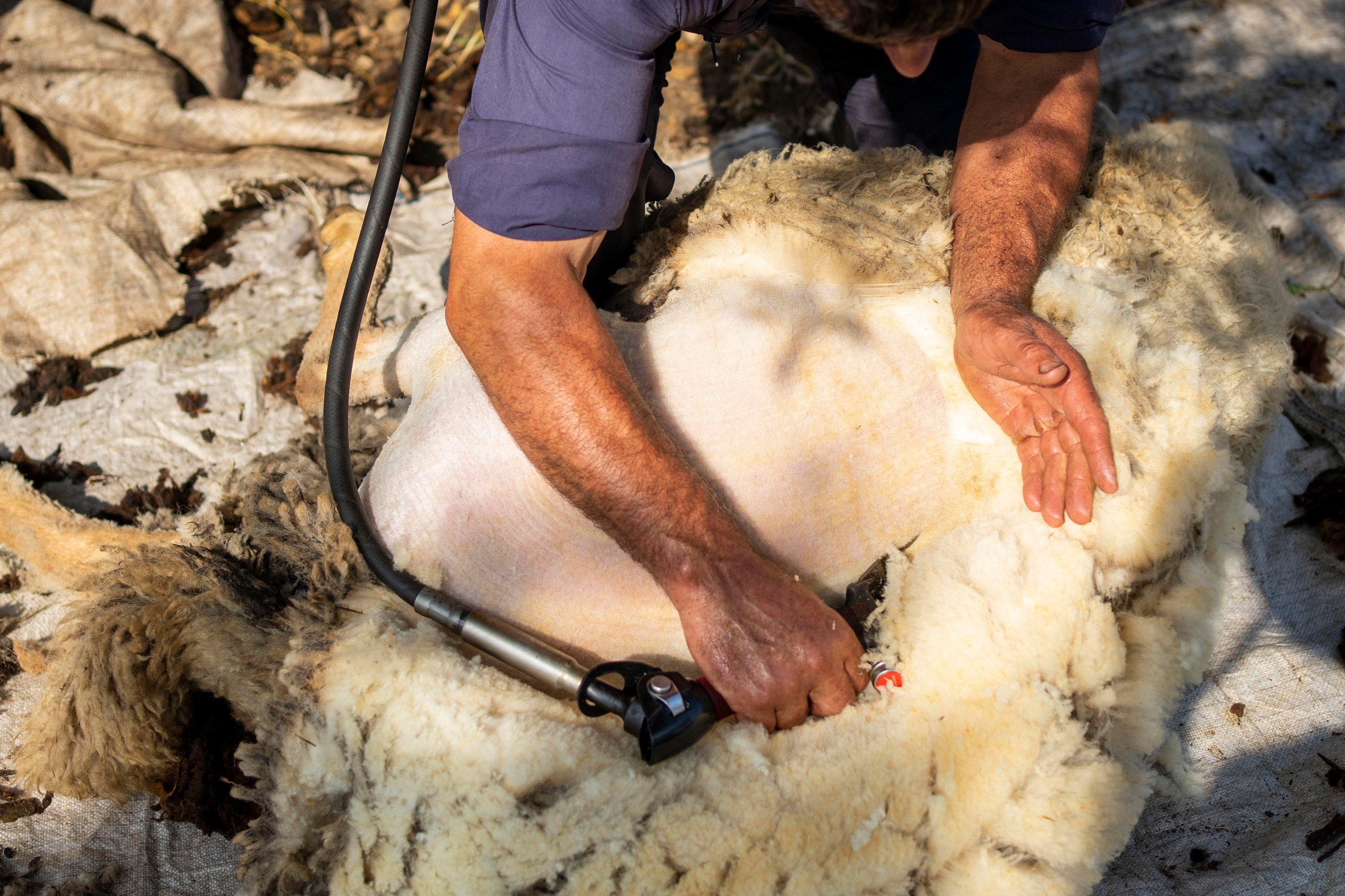 Sheep Shearing in Marvão. Maria Sher. Professional photographer from Porto, Portugal