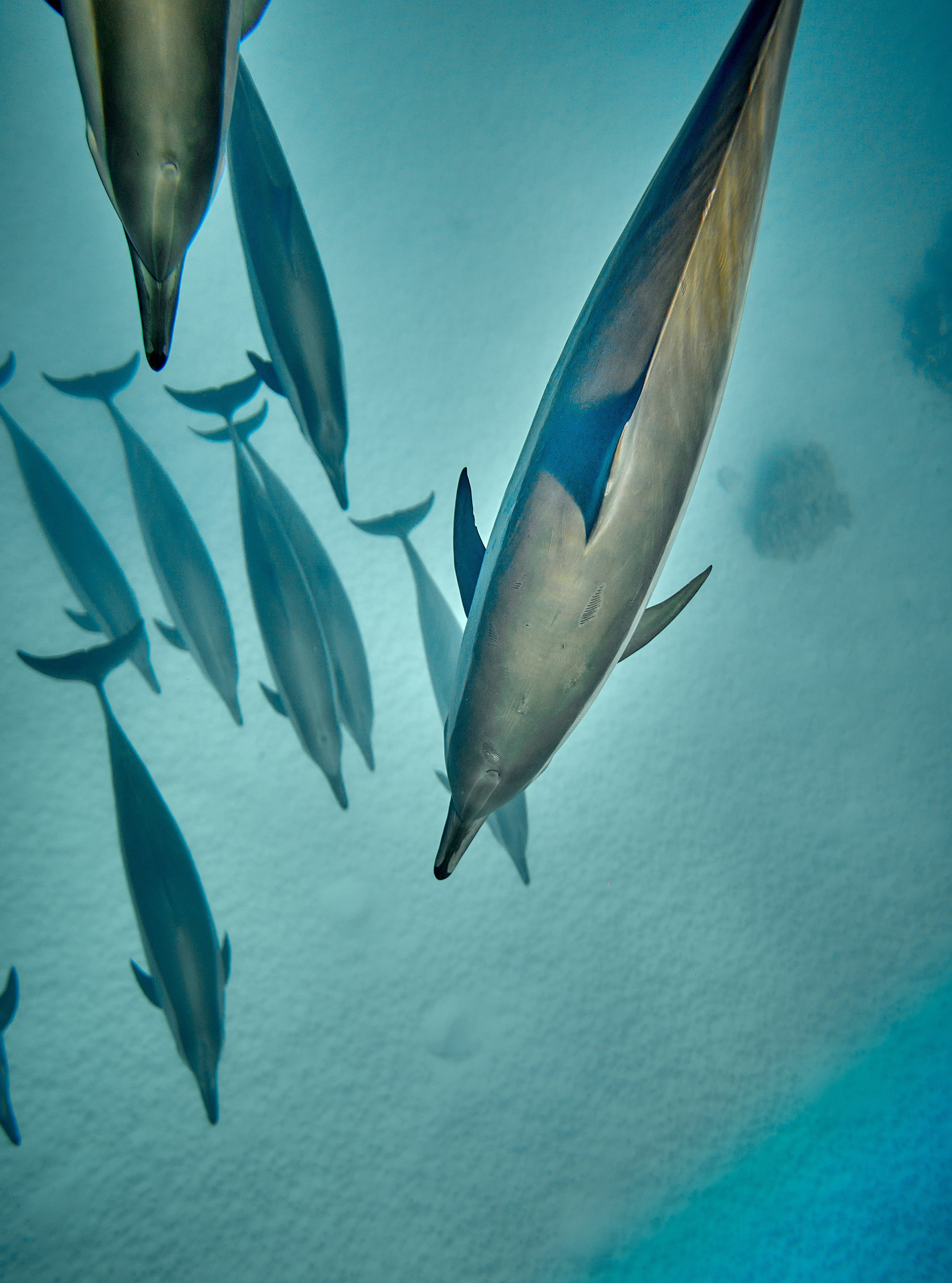 2023-11 - Diving Safari Deep South Egypt. Андрей Шипилов — Фотография & Видеография