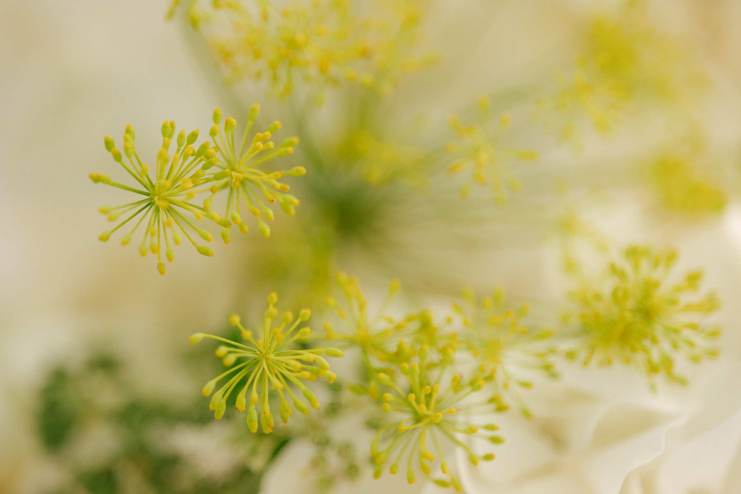 Andreea & Alex | wedding day