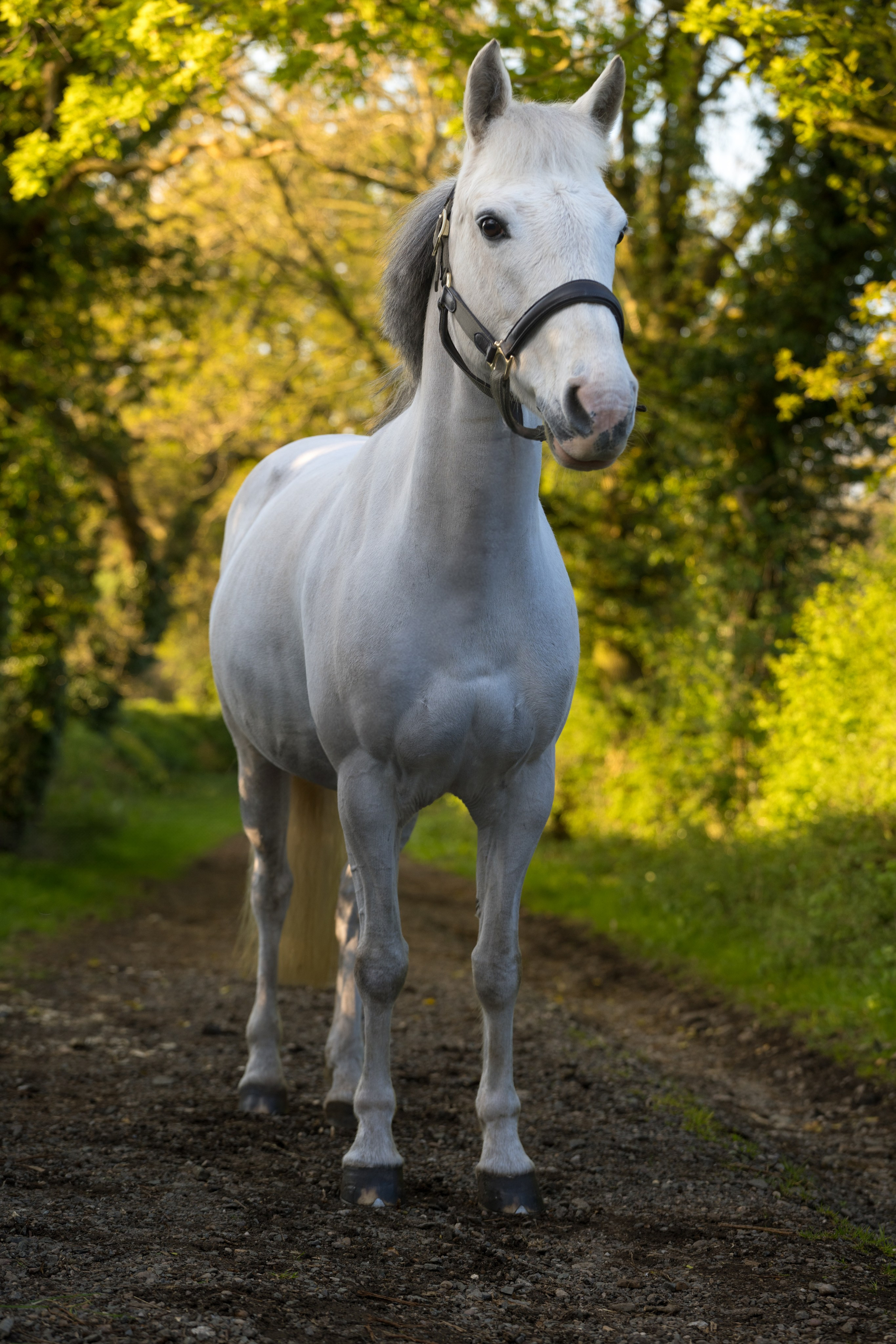 Rider and horse captured mid-stride on country path in evening light