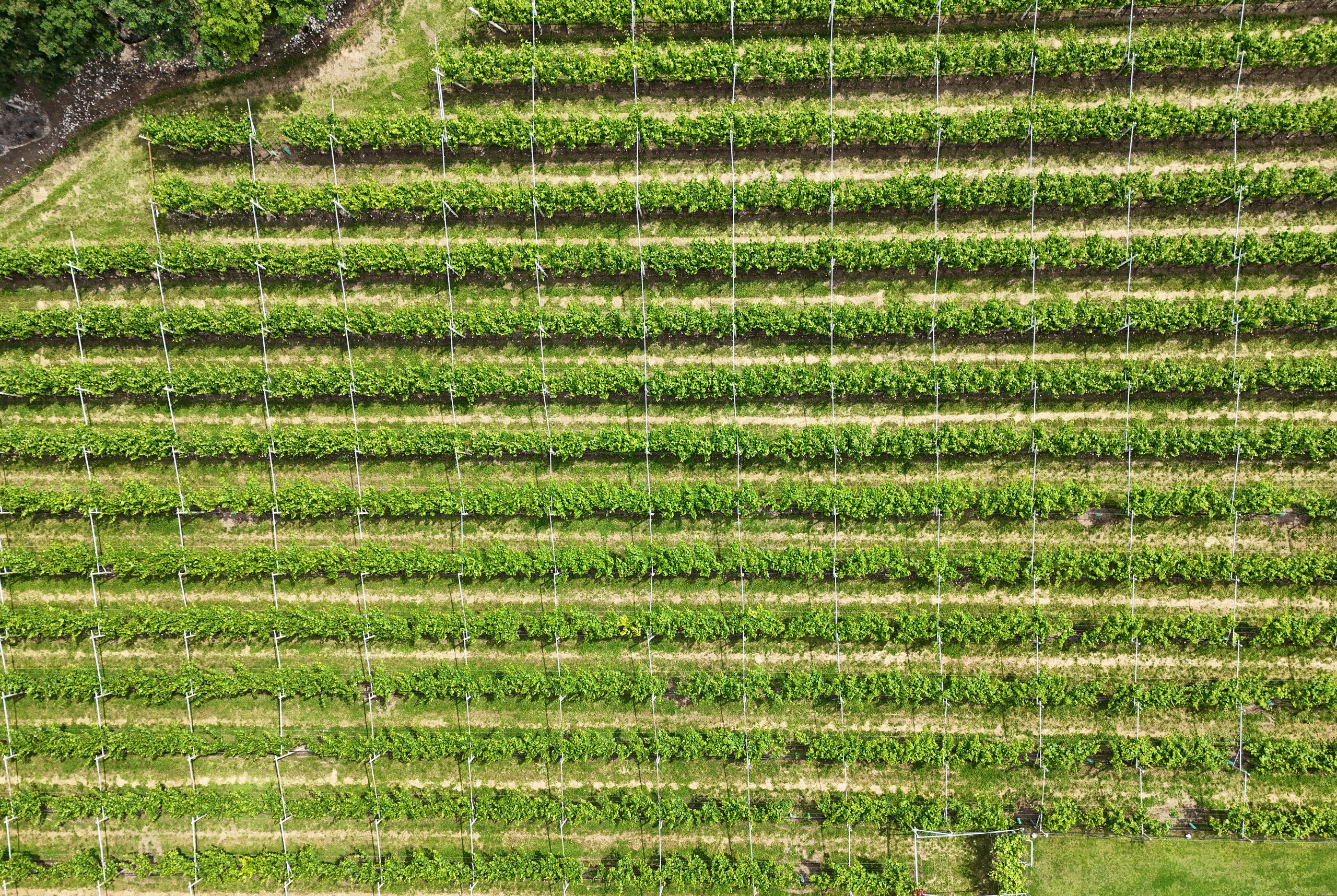 Drone. Photographer, Videomaker, Drone, Padova, Venice, Italy, Elena Radchenko