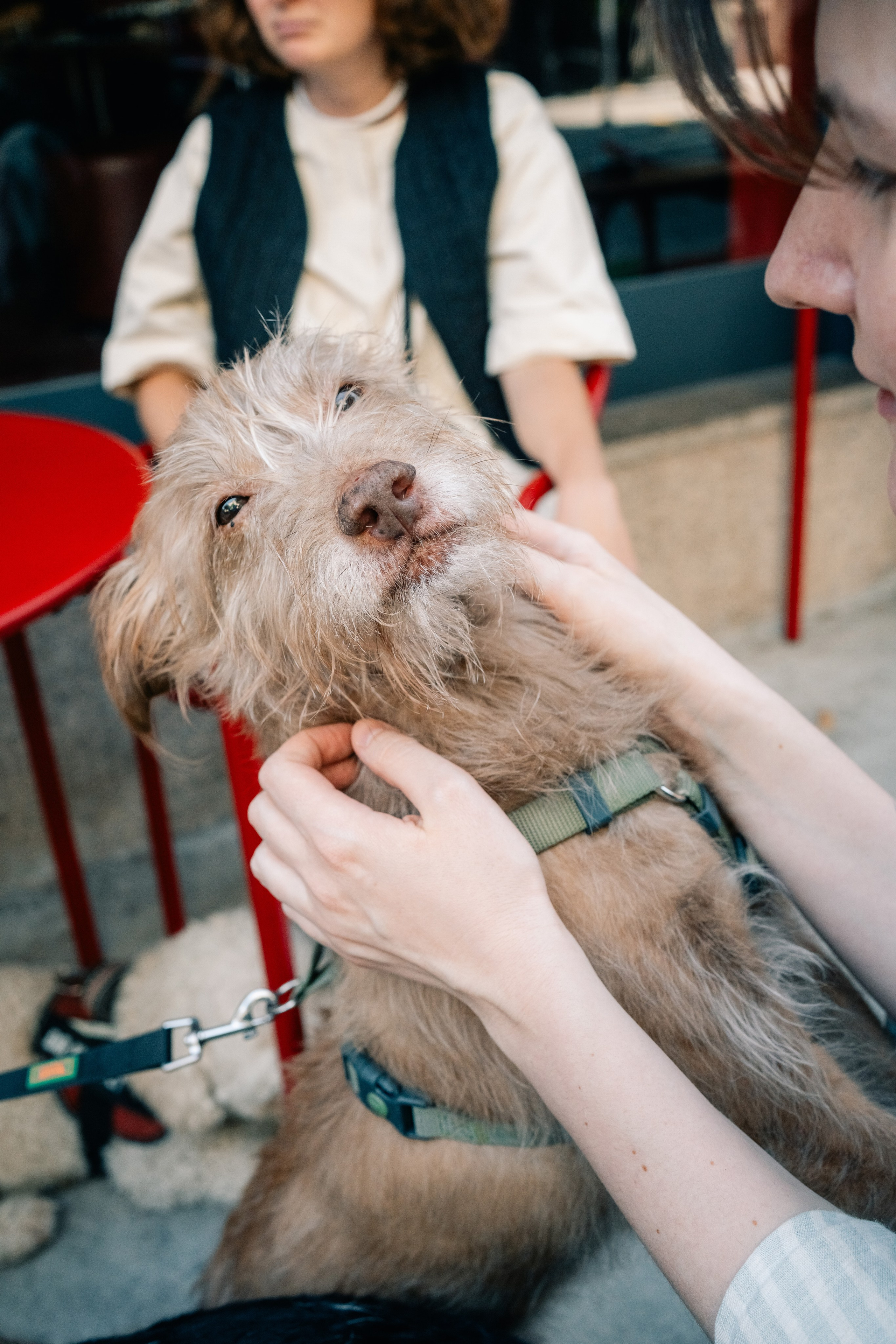 Yana & Pedro & Doggos. Maria Sher. Fotógrafa profissional do Porto, Portugal