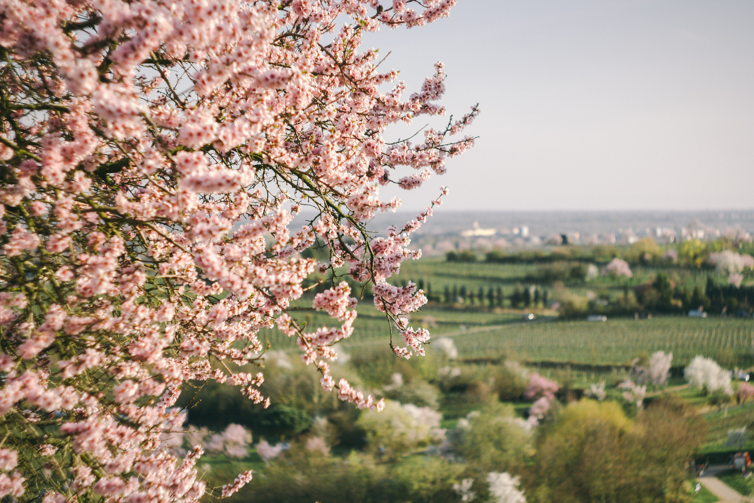 Цветущий миндаль в Пфальце. Фотограф в Германии — Мария Чистякова