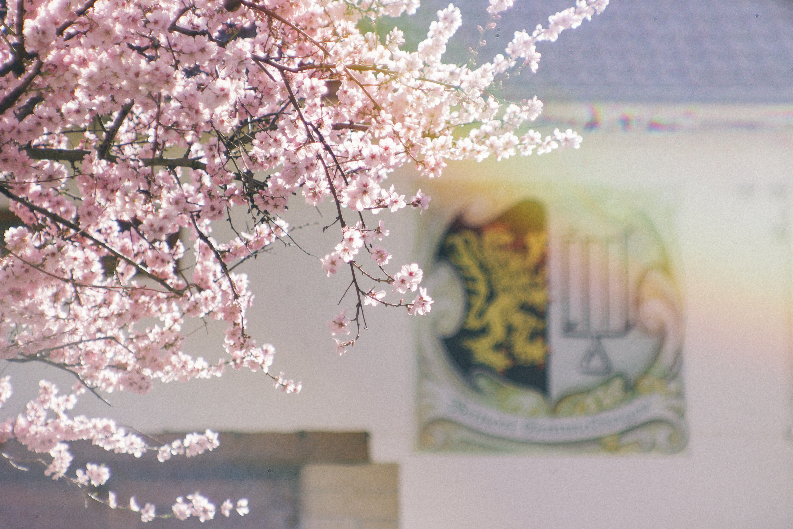 Цветущий миндаль в Пфальце. Фотограф в Германии — Мария Чистякова