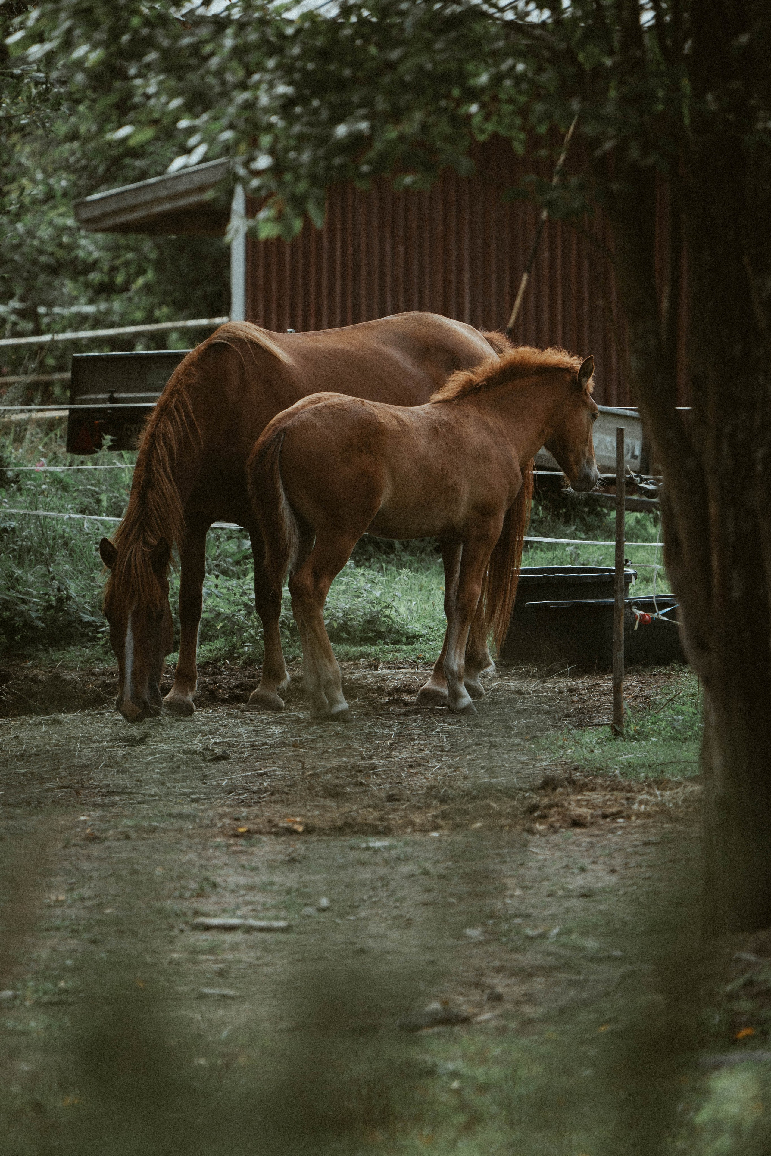 Eläimet. VEKE MEDIA