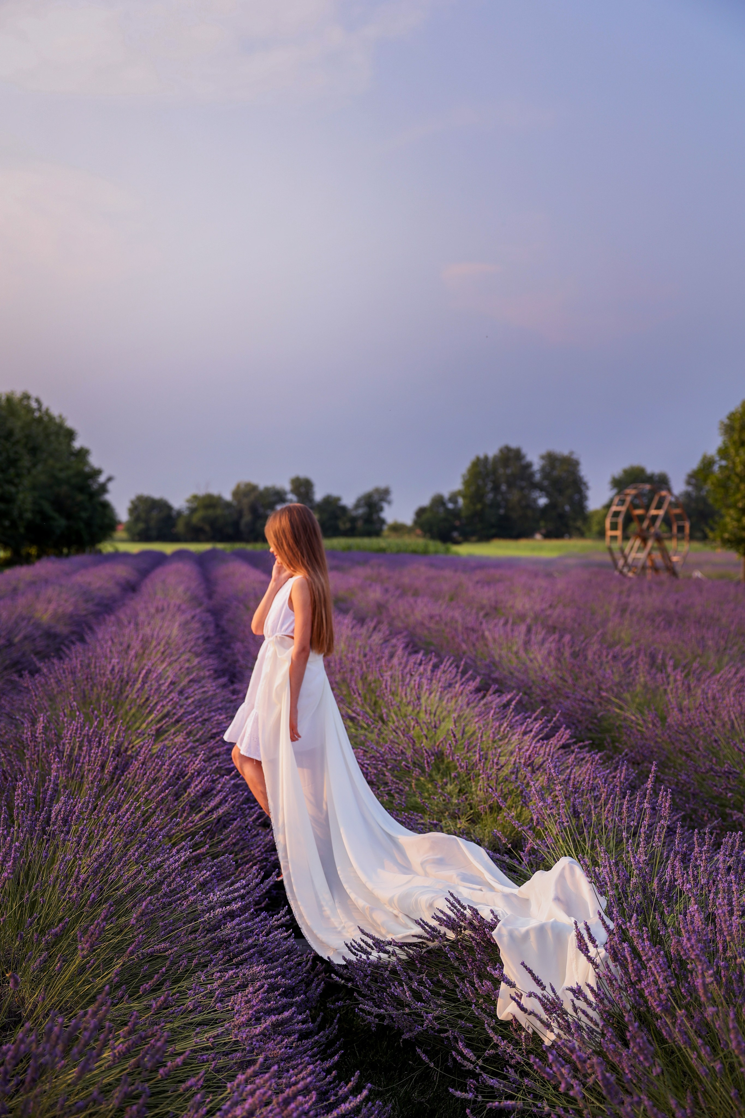Lavanda. Photographer, Videomaker, Drone, Padova, Venice, Italy, Elena Radchenko
