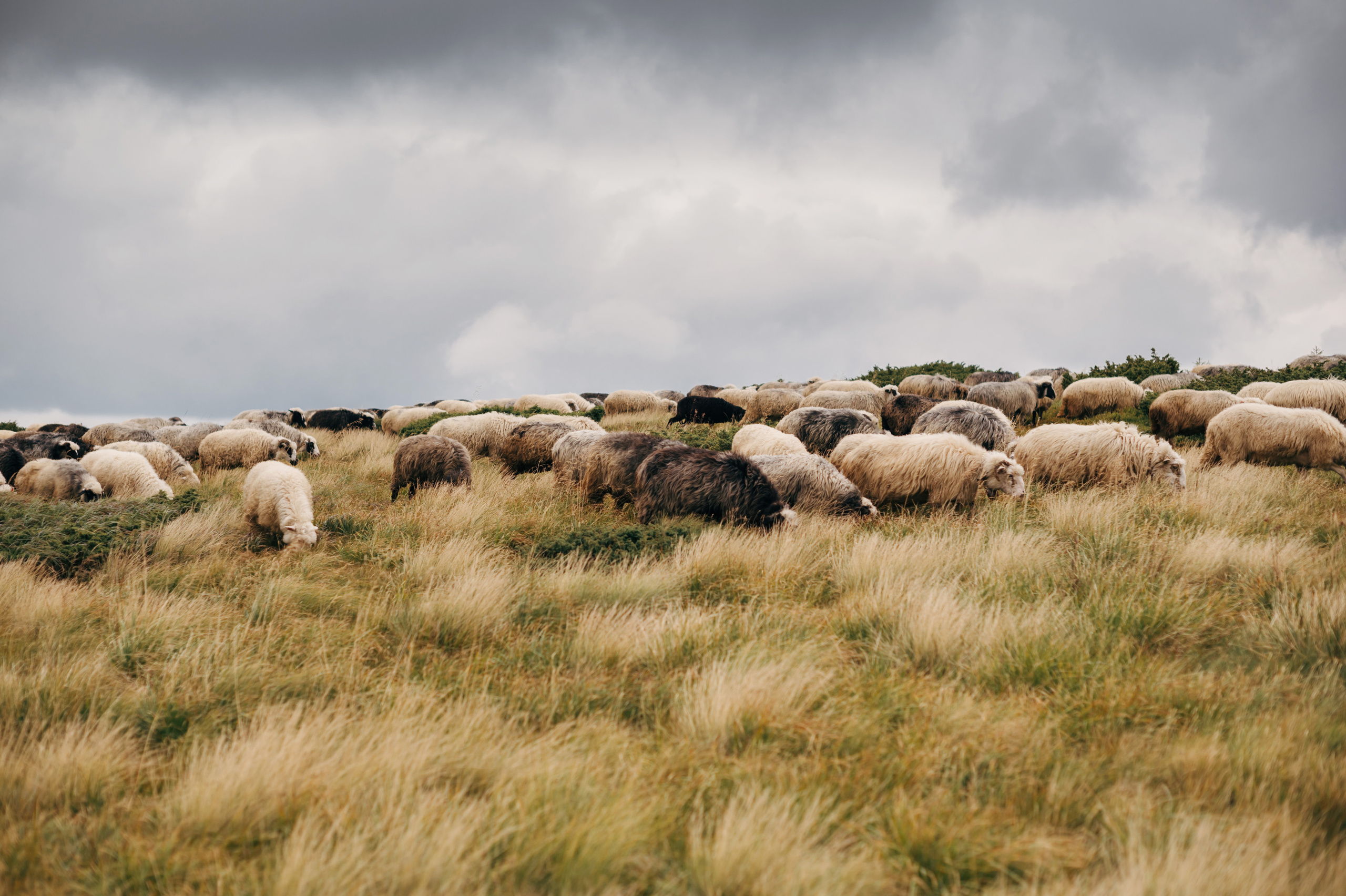 Hochzeit in den Ukrainischen Karpaten - Dragobrat