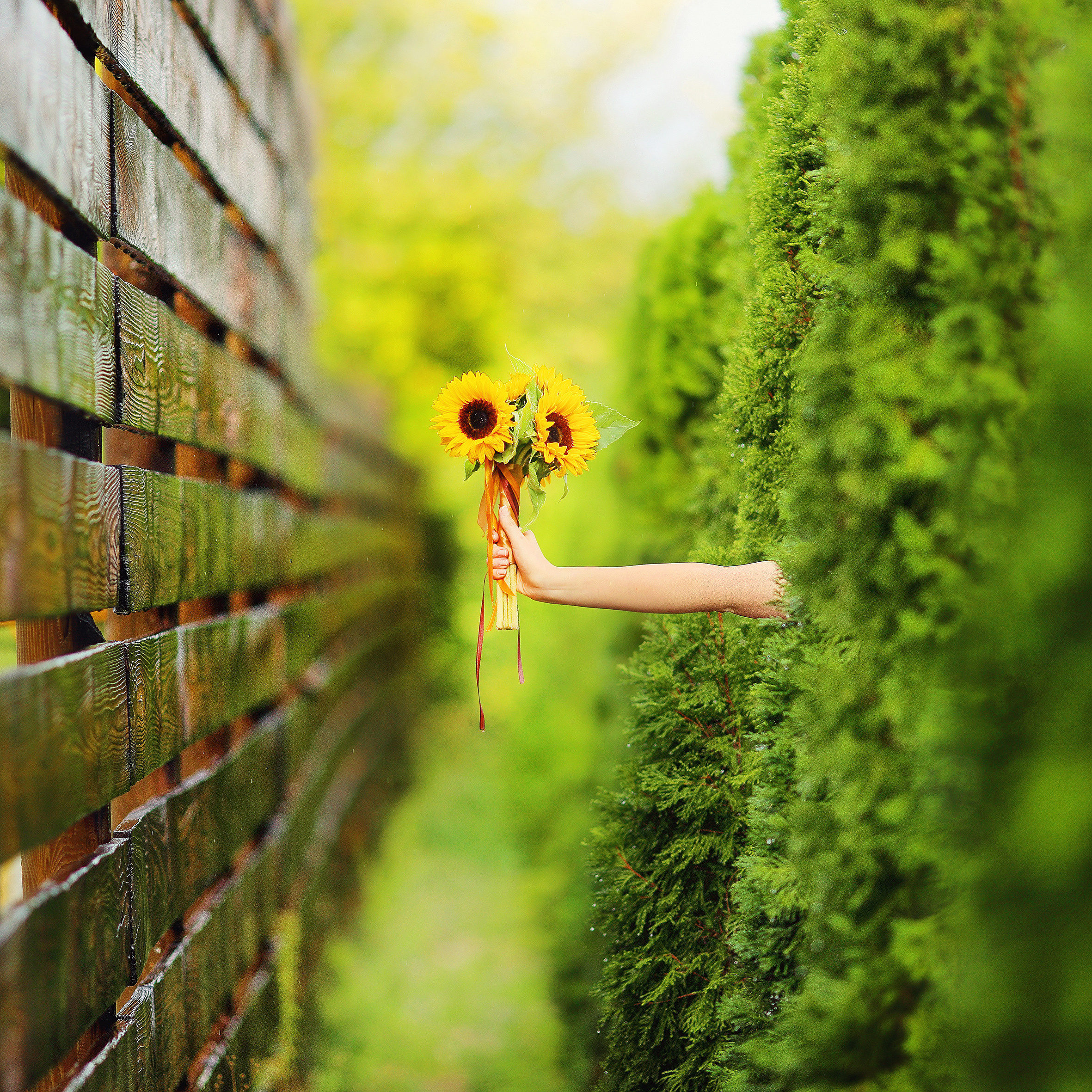 Selección de boda. Fotógrafo de bodas. Fotografía de retrato. Fotógrafo Alicante, Madrid
