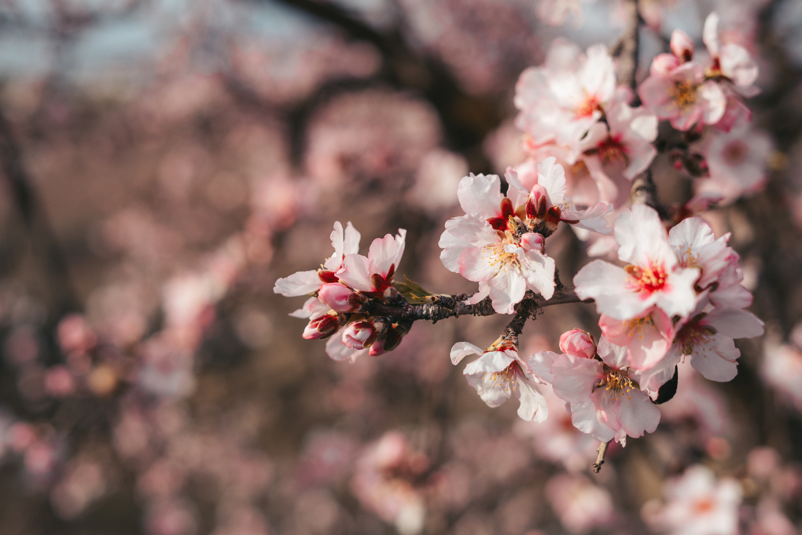 Свадебная прогулка в цветущем миндале. Анастасия Благова — Твой фотограф в Малаге 🇪🇸