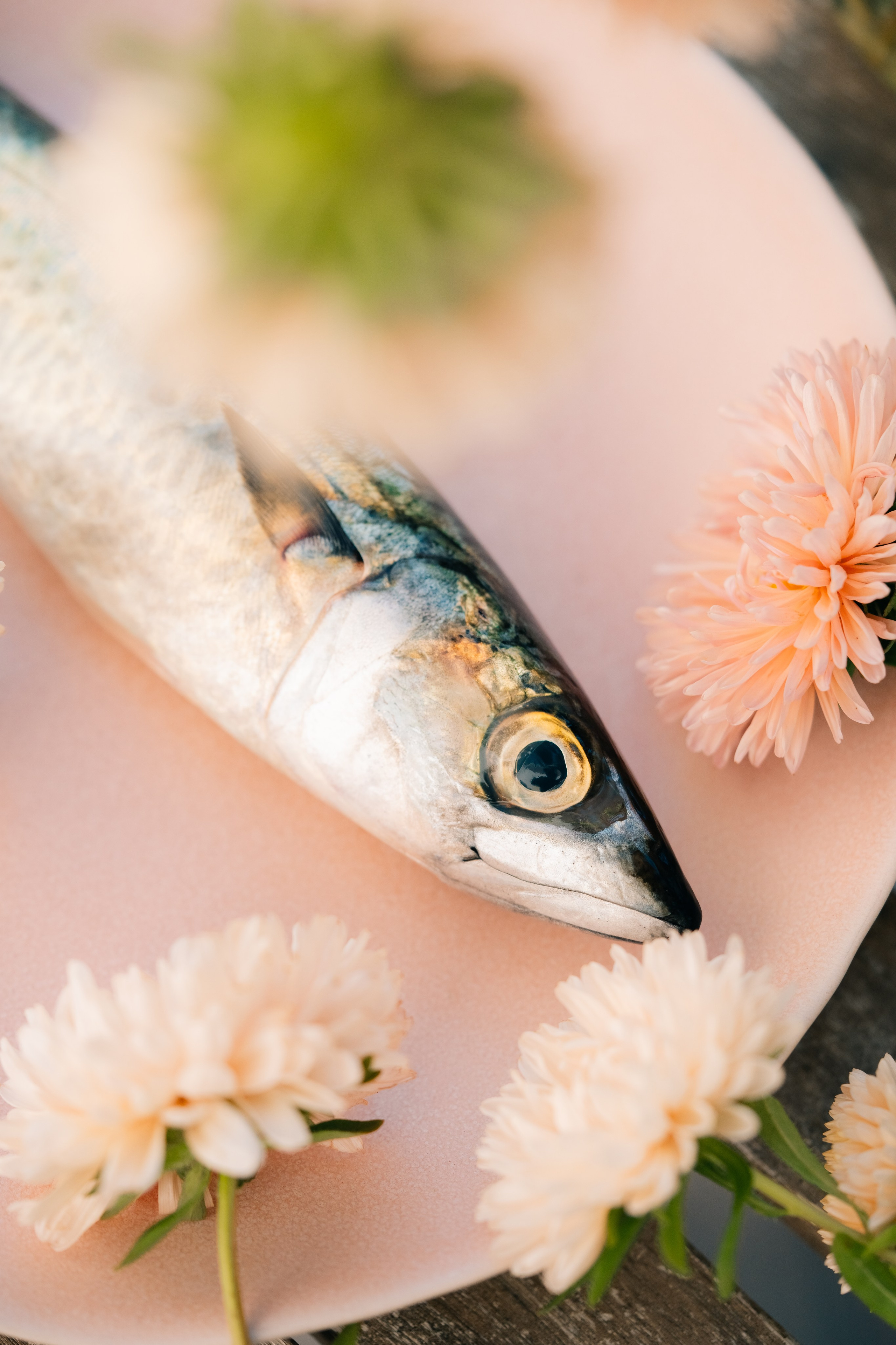 Mackerel fresco com flores decorativas no prato rosa. Uma cavala fresca colocada em um prato rosa suave, acentuada por flores cor de rosa claro.