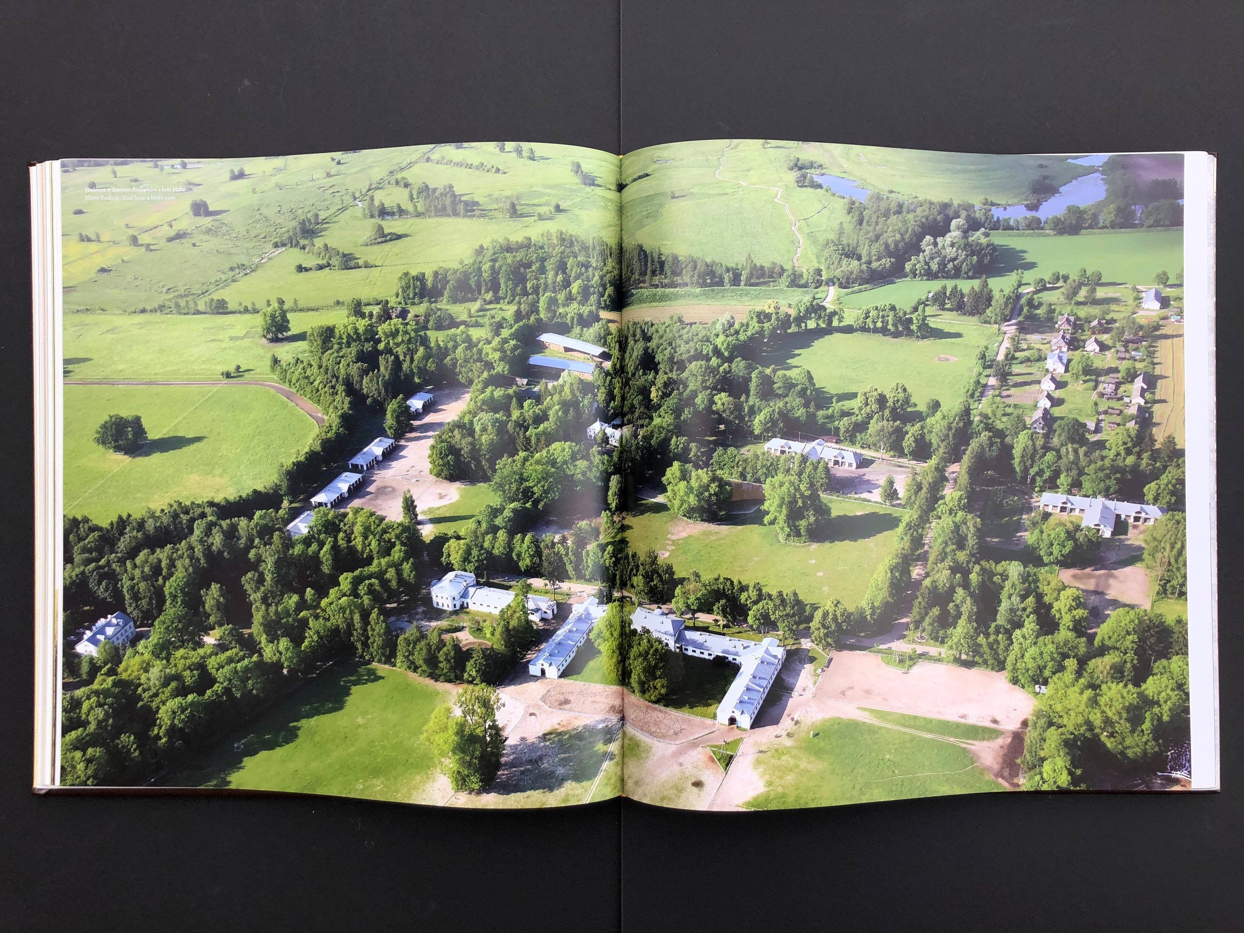 “HORSE”. Andrzej Strumillo