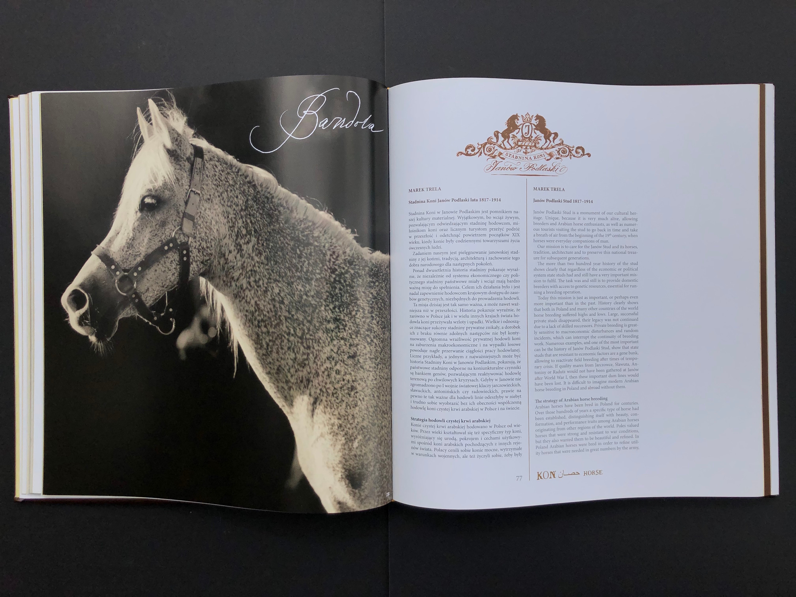 “HORSE”. Andrzej Strumillo