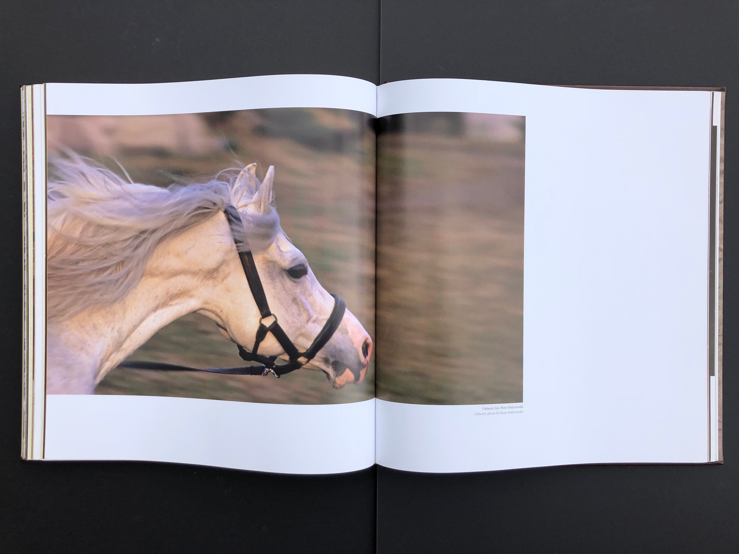 “HORSE”. Andrzej Strumillo