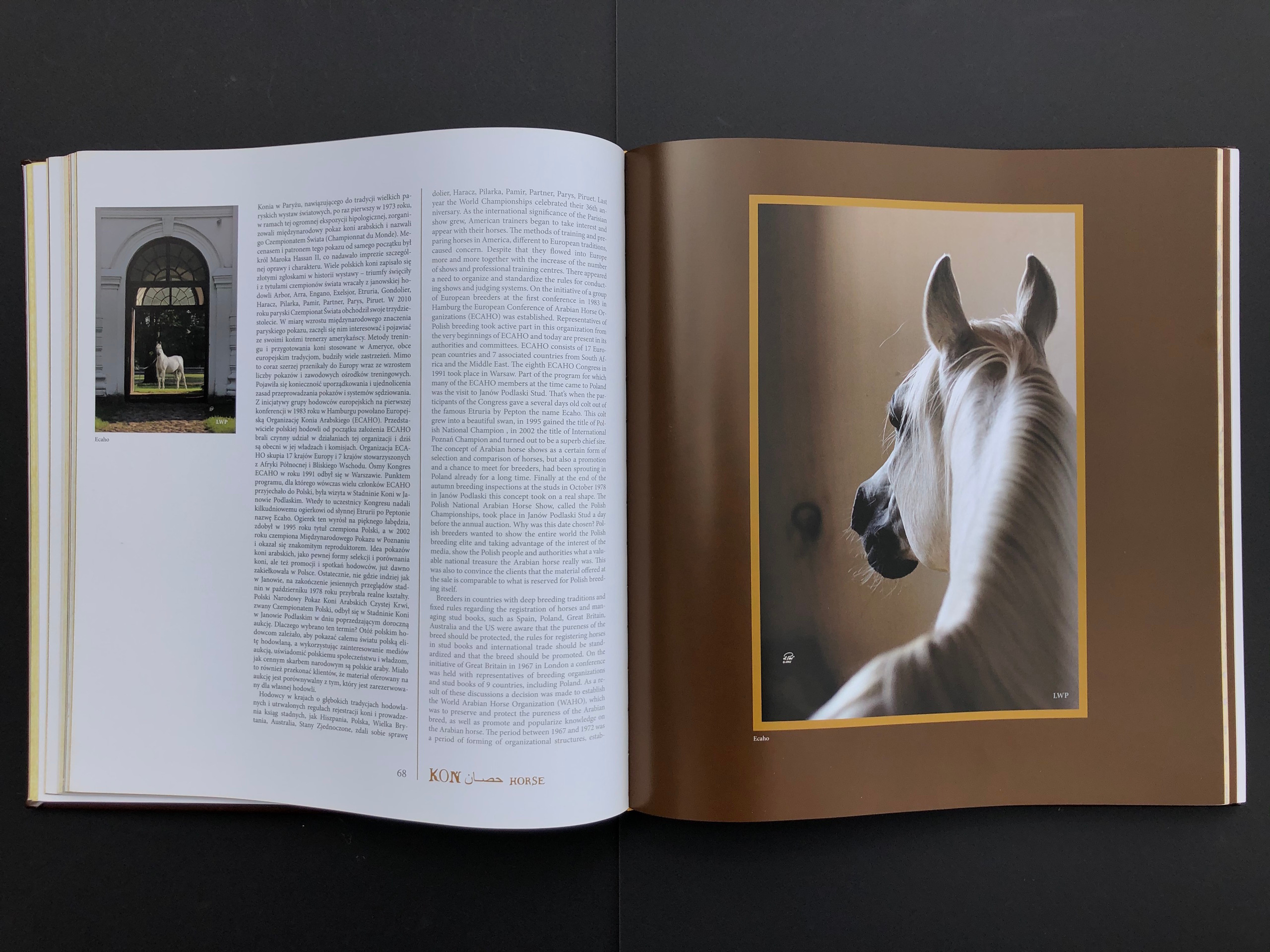 “HORSE”. Andrzej Strumillo