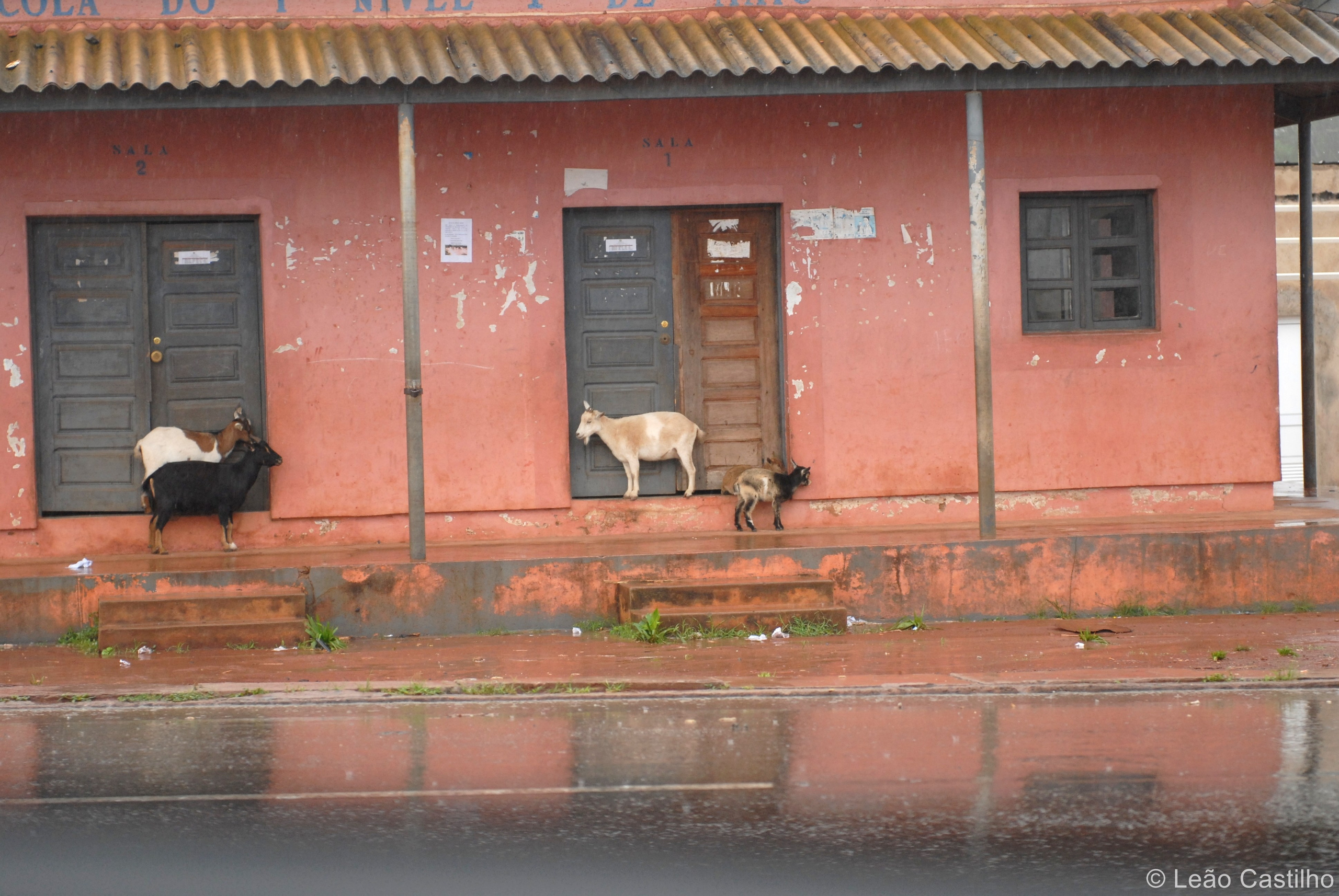 Photos of animals. Simbahalu