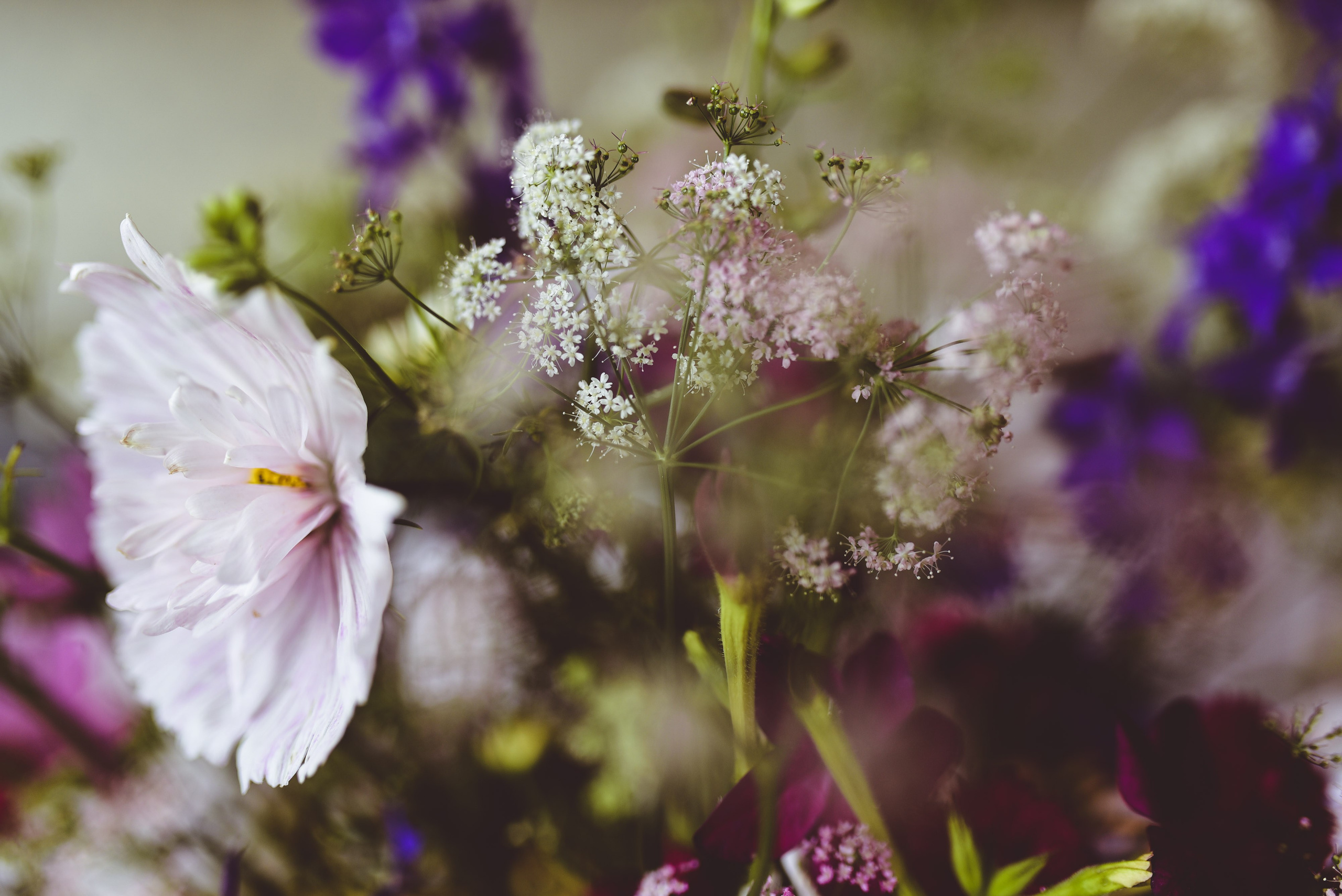 Kräutergarten Wipptal. Familienfotografin aus Sterzing Elena Muehlsteiger