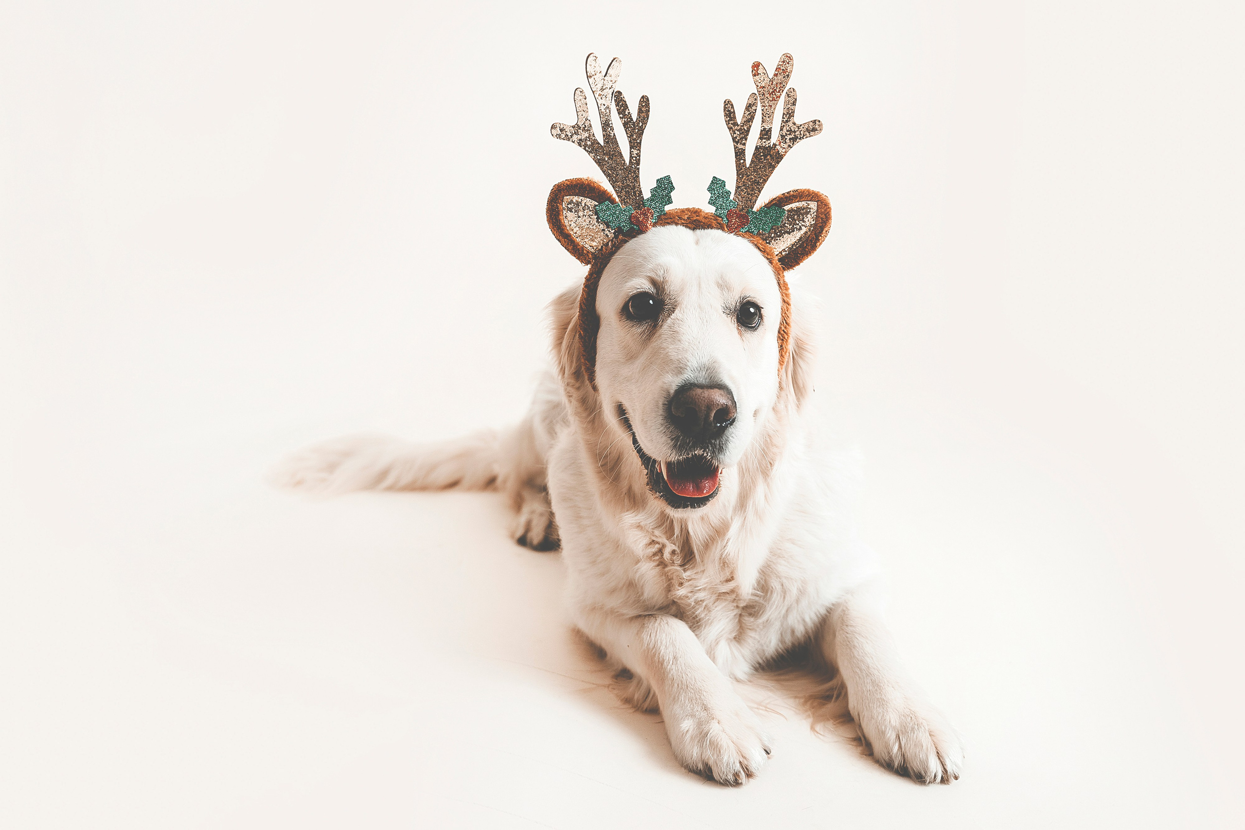 Lemmikit. Senjakulmala.fi