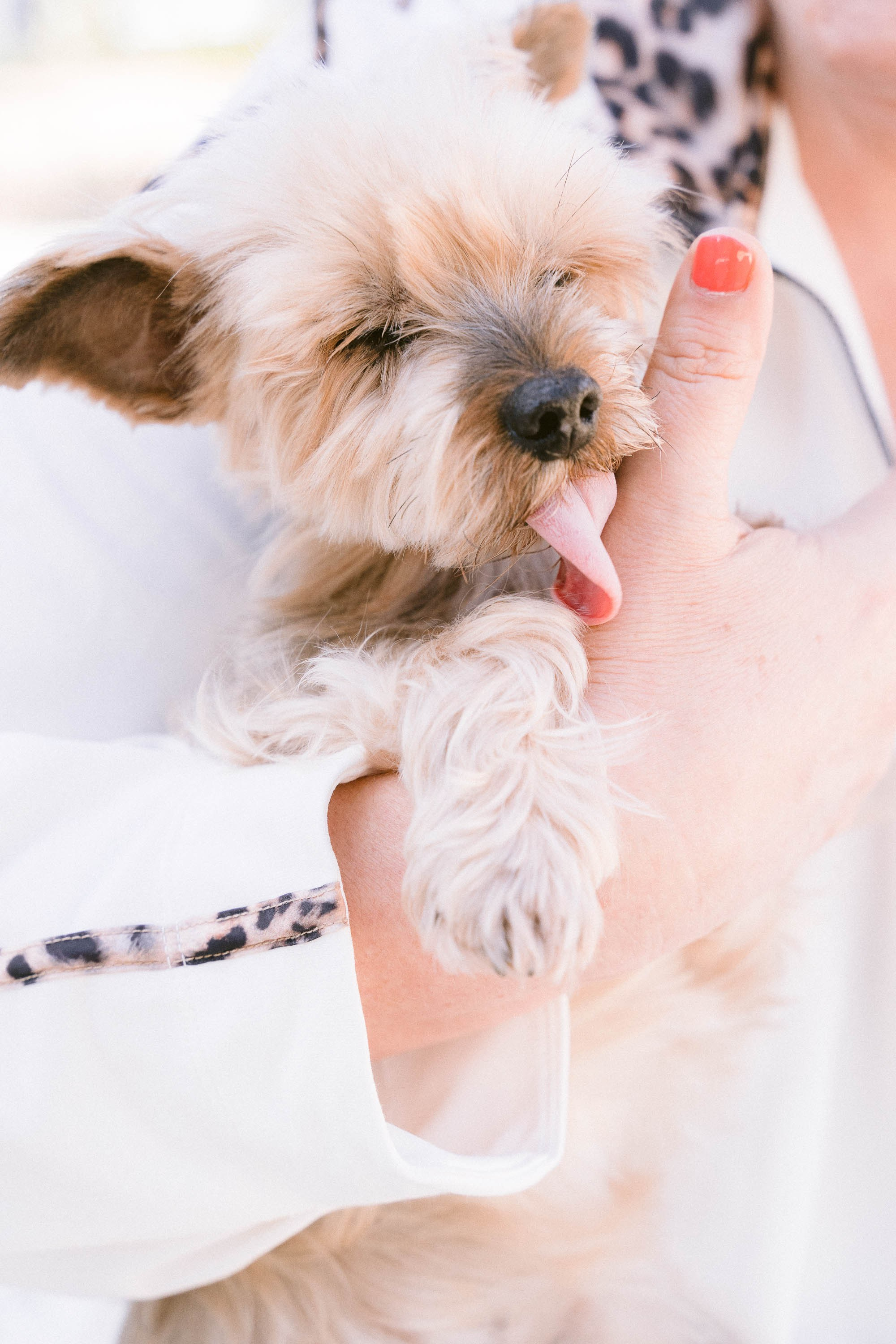 Franziska and her Yorkshire Doggy. Mallorca Wedding, Corporate & Social Photographer