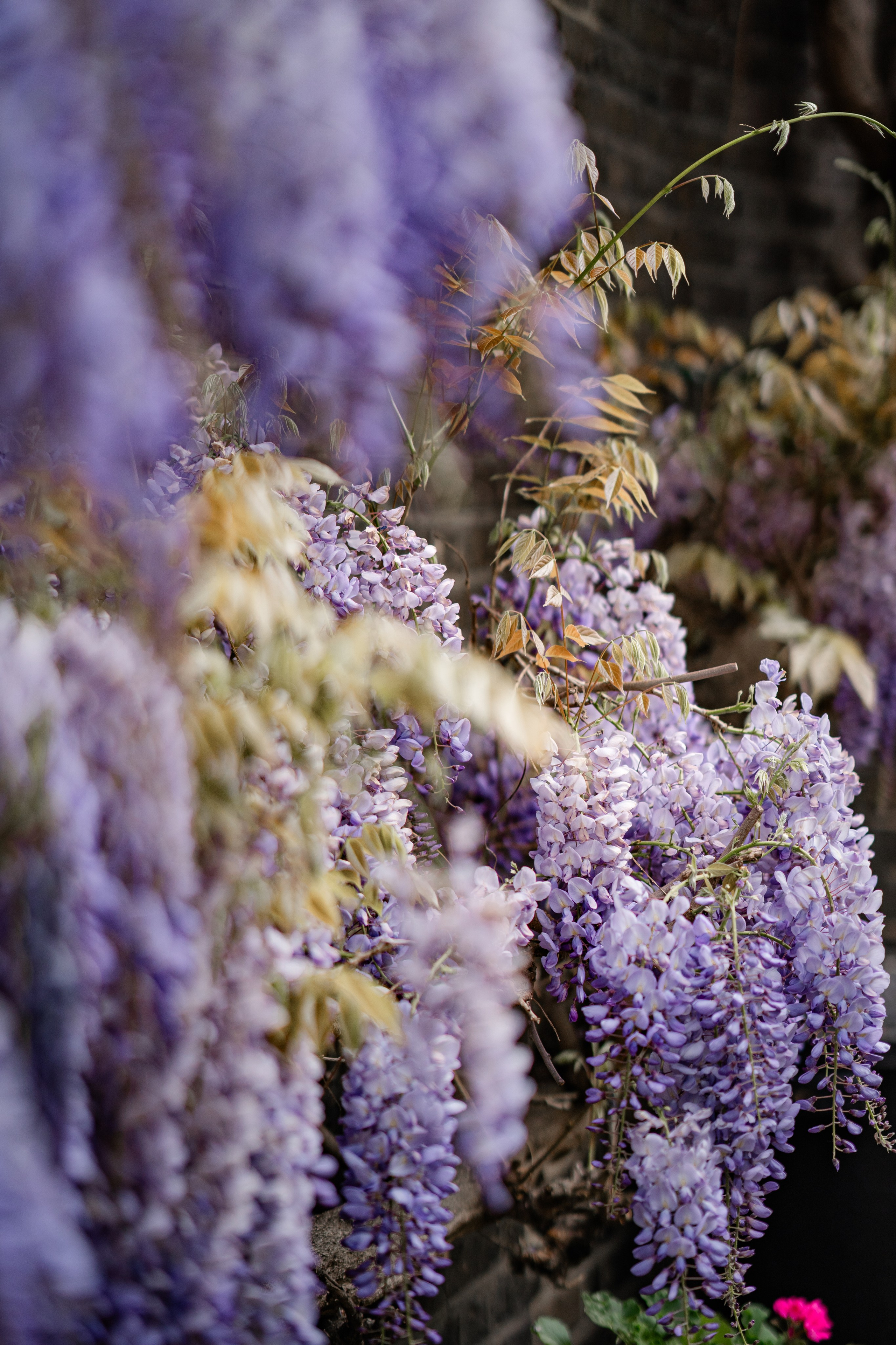 Hysteria. Tonya Kyrylenko photographer in London