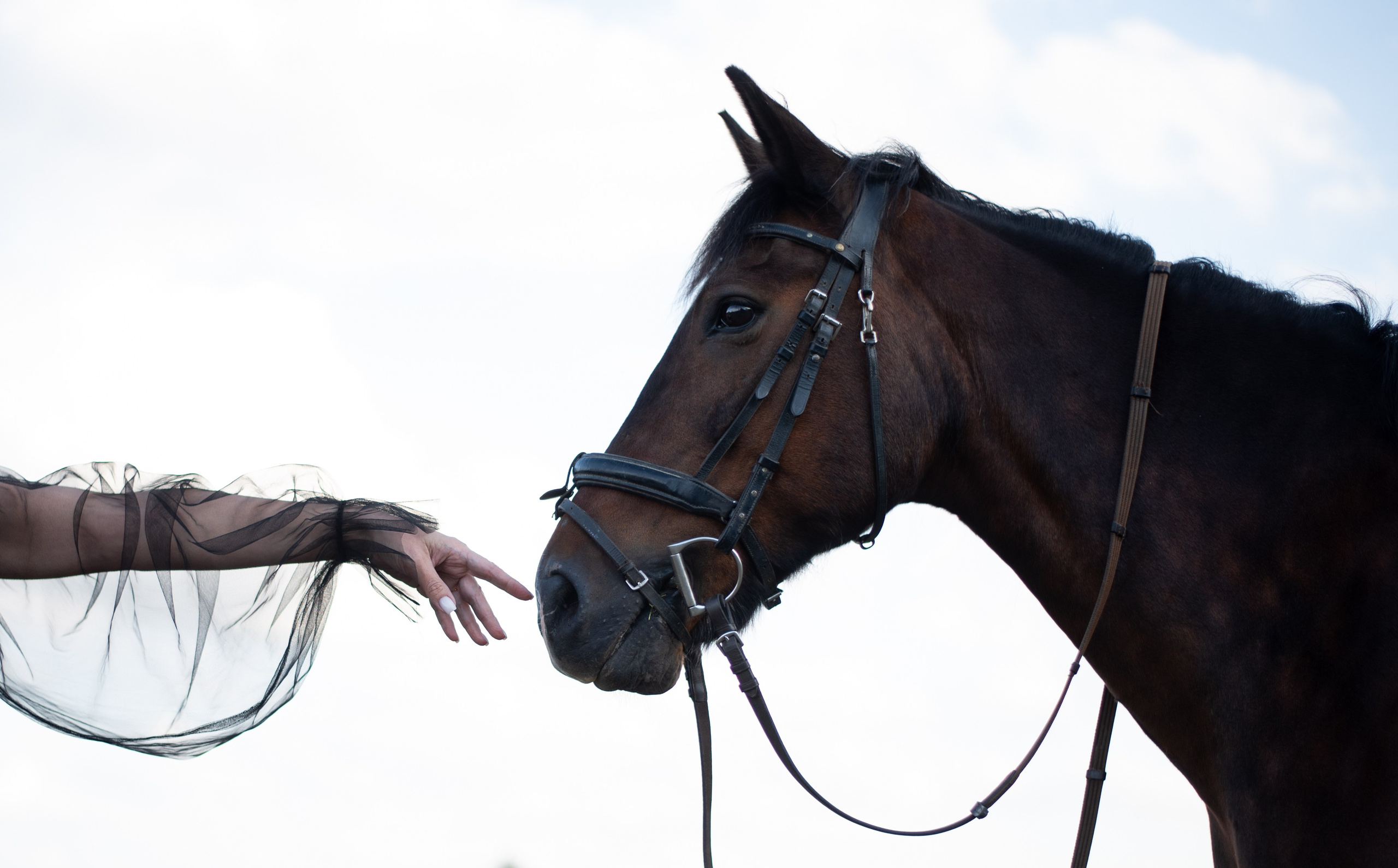 Photoshoot with Horses. Professional Photograher, Antwerpen/Belgium