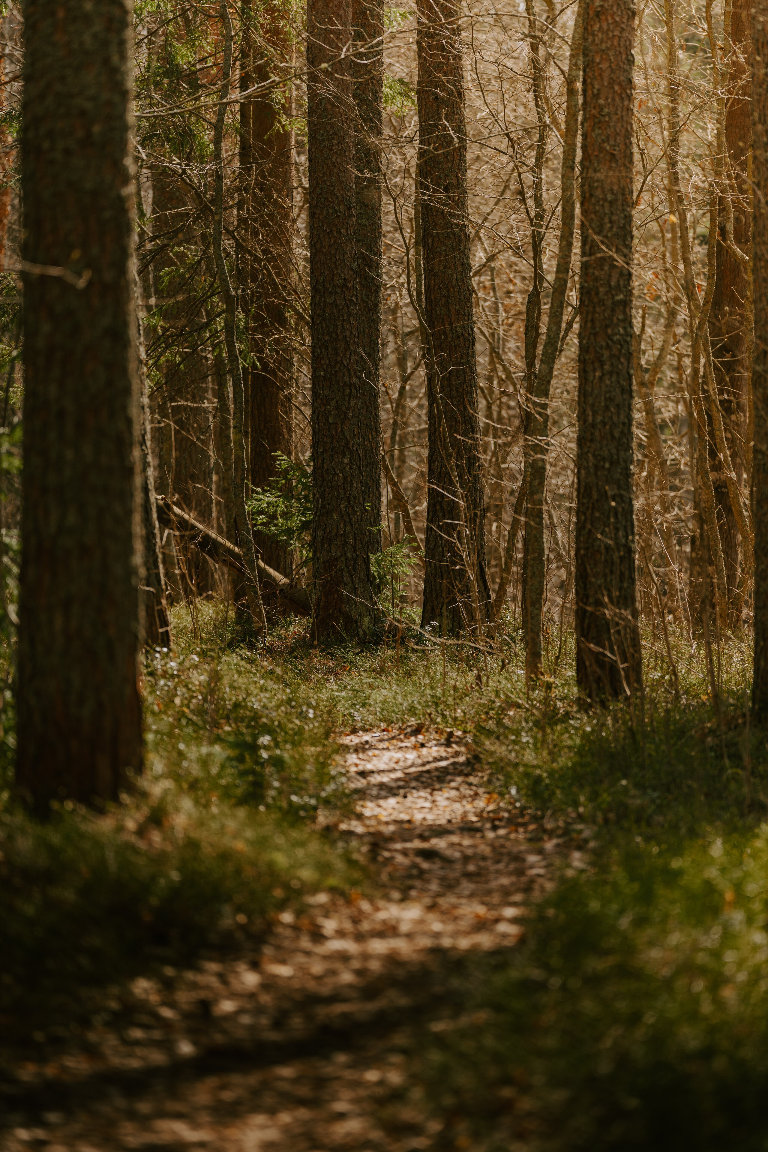 Gallery. Natasha Shakh