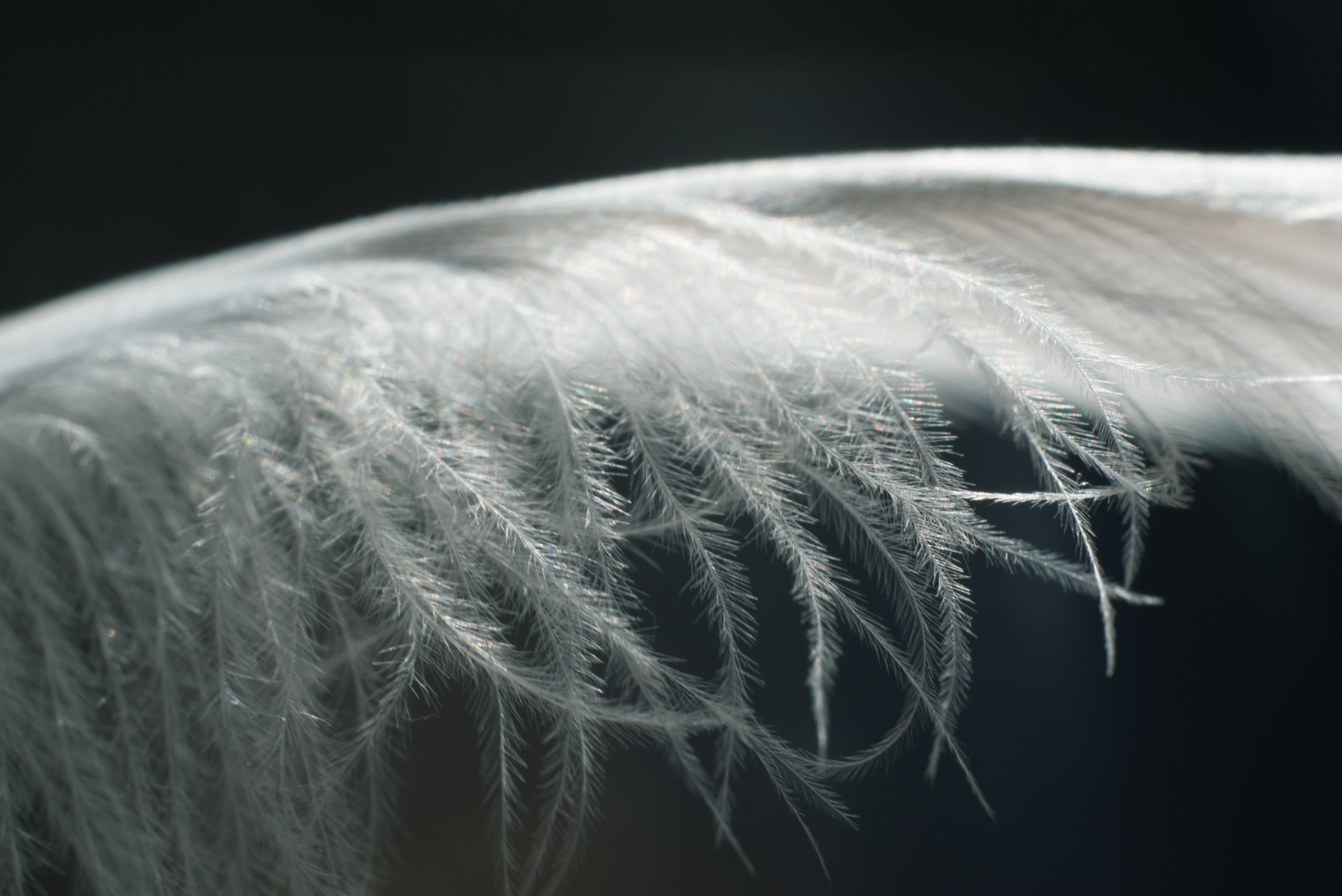 AMORE AL ARTE. Schwarz-weiß Fotografie in Münster. Fotografin Viktoria Roschen